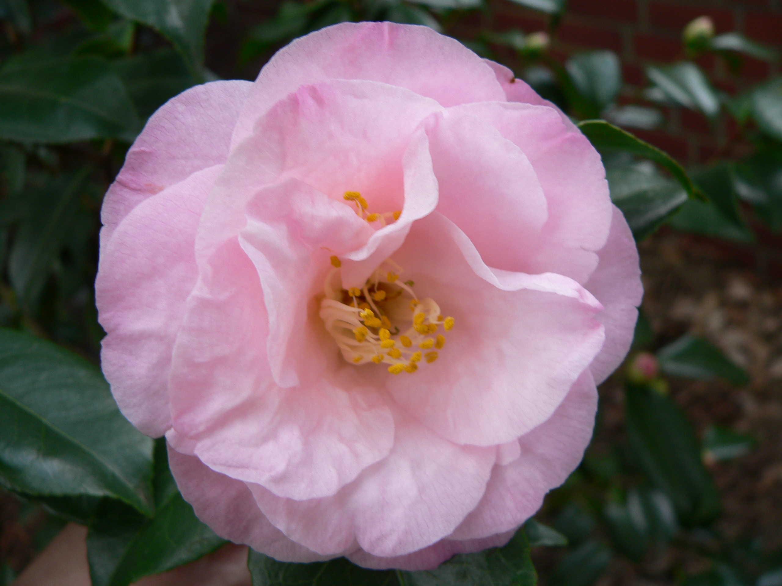Camellia japonica 'Dr. Tinsley'