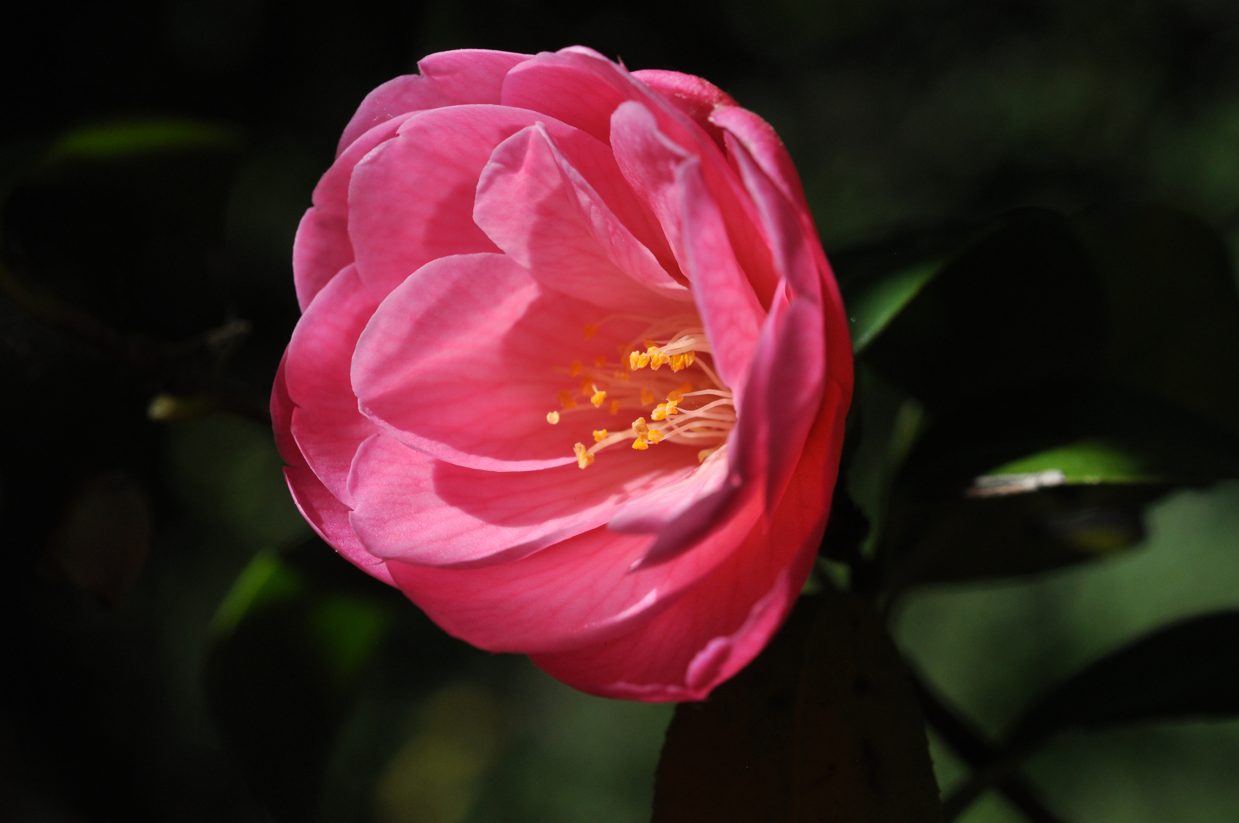 Camellia 'Donation'