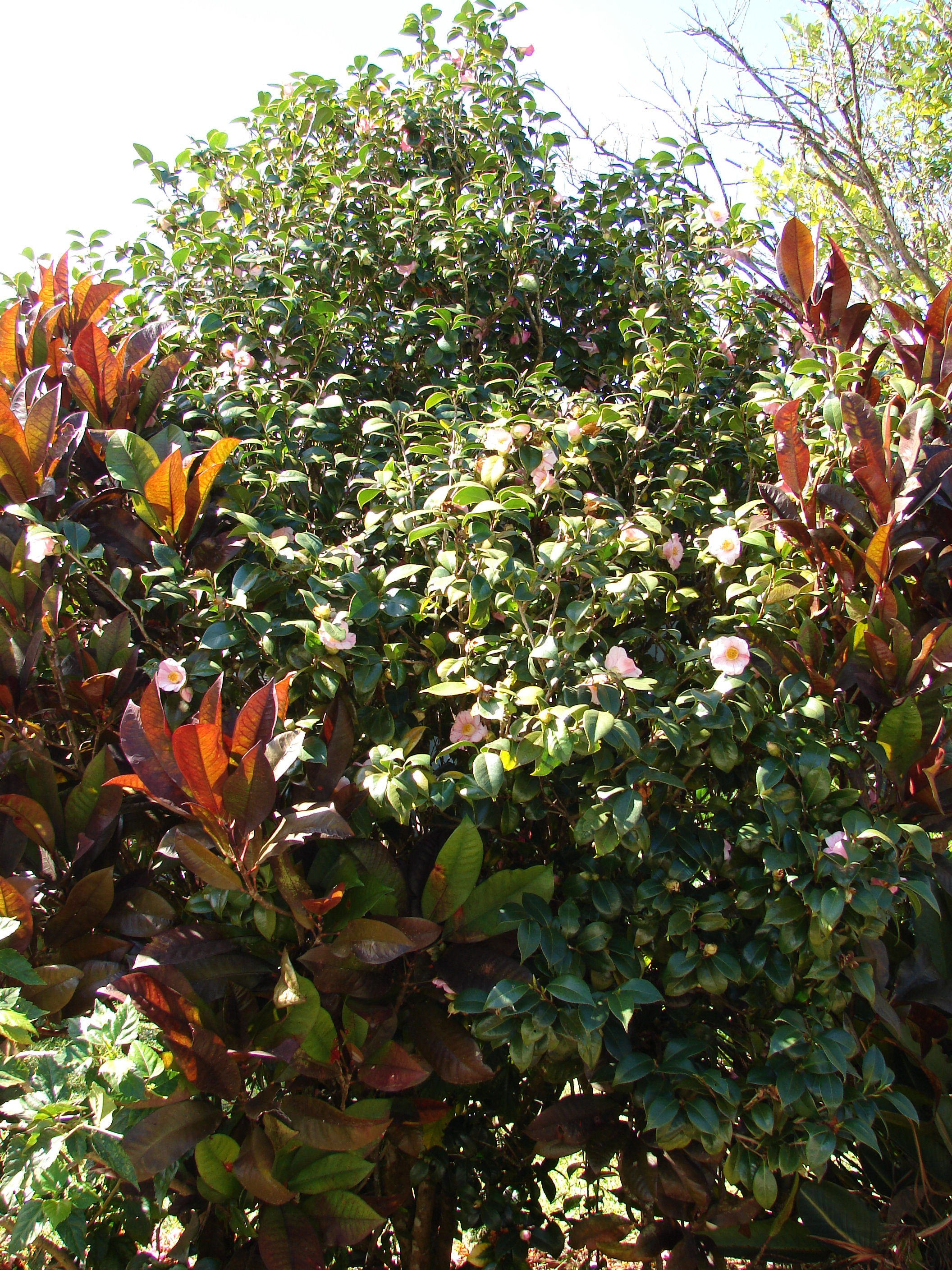 camellia-japonica-14