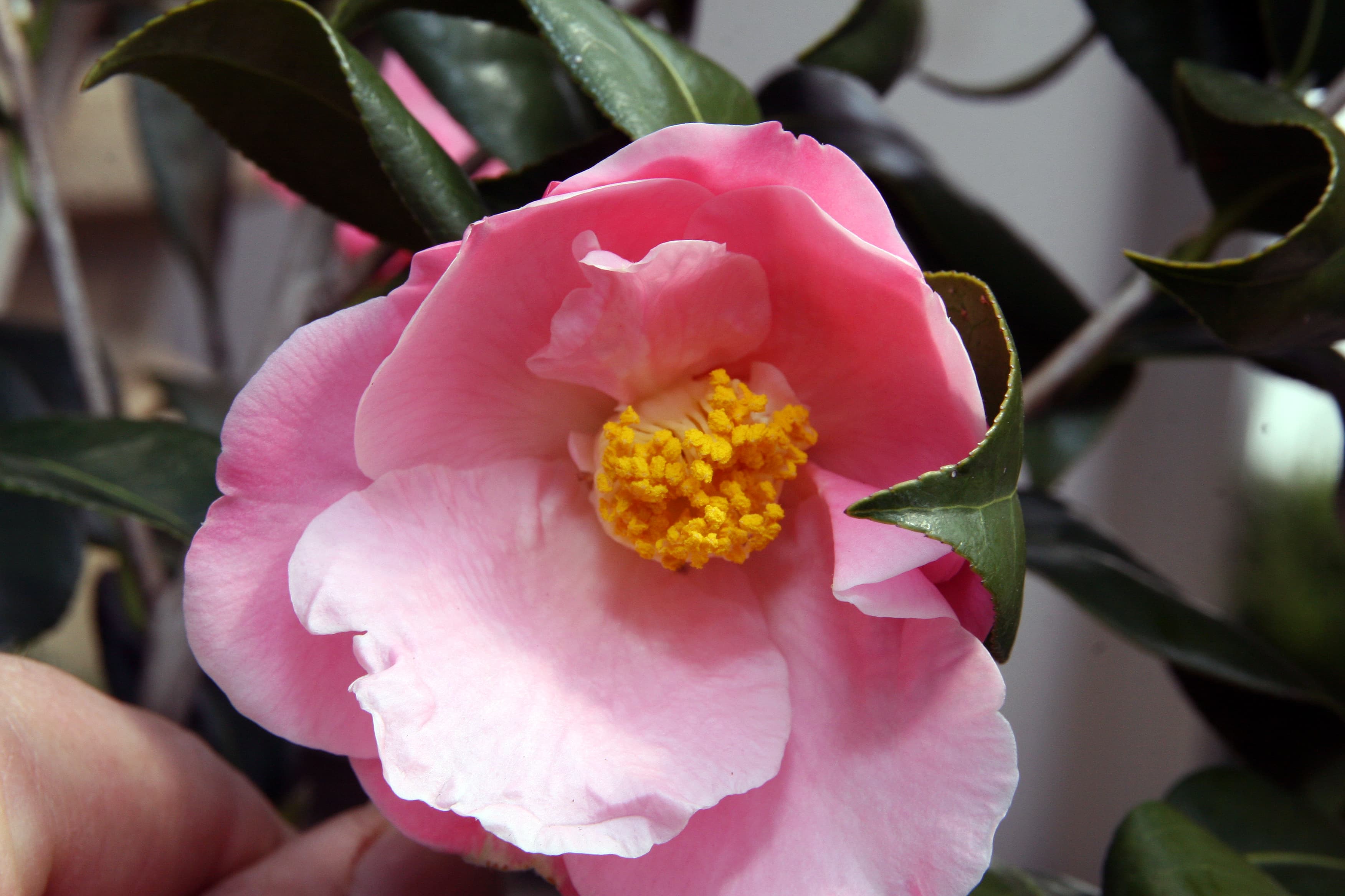 Camellia japonica 'Pink Icicle'