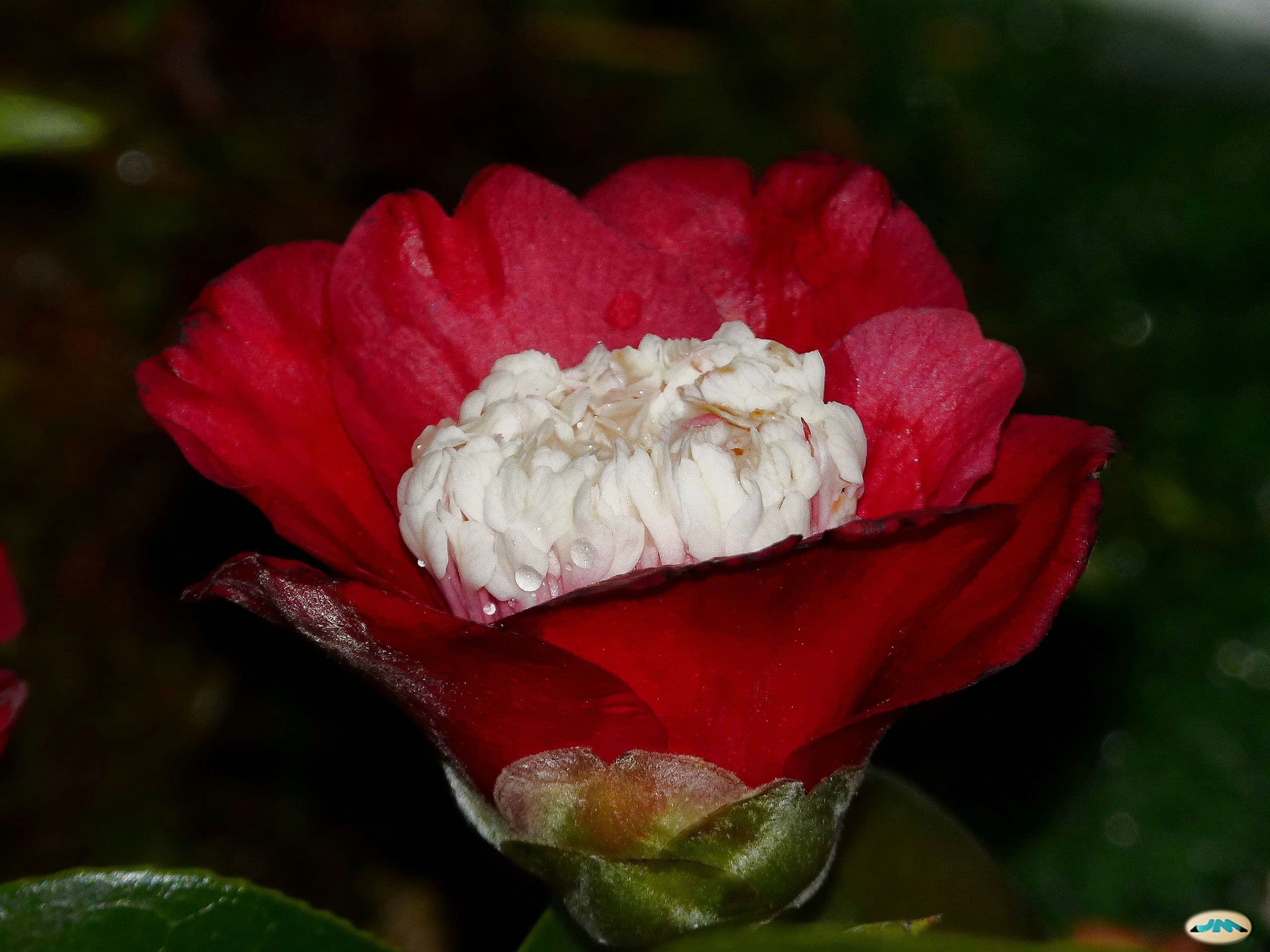 Camellia 'Bokuhan'
