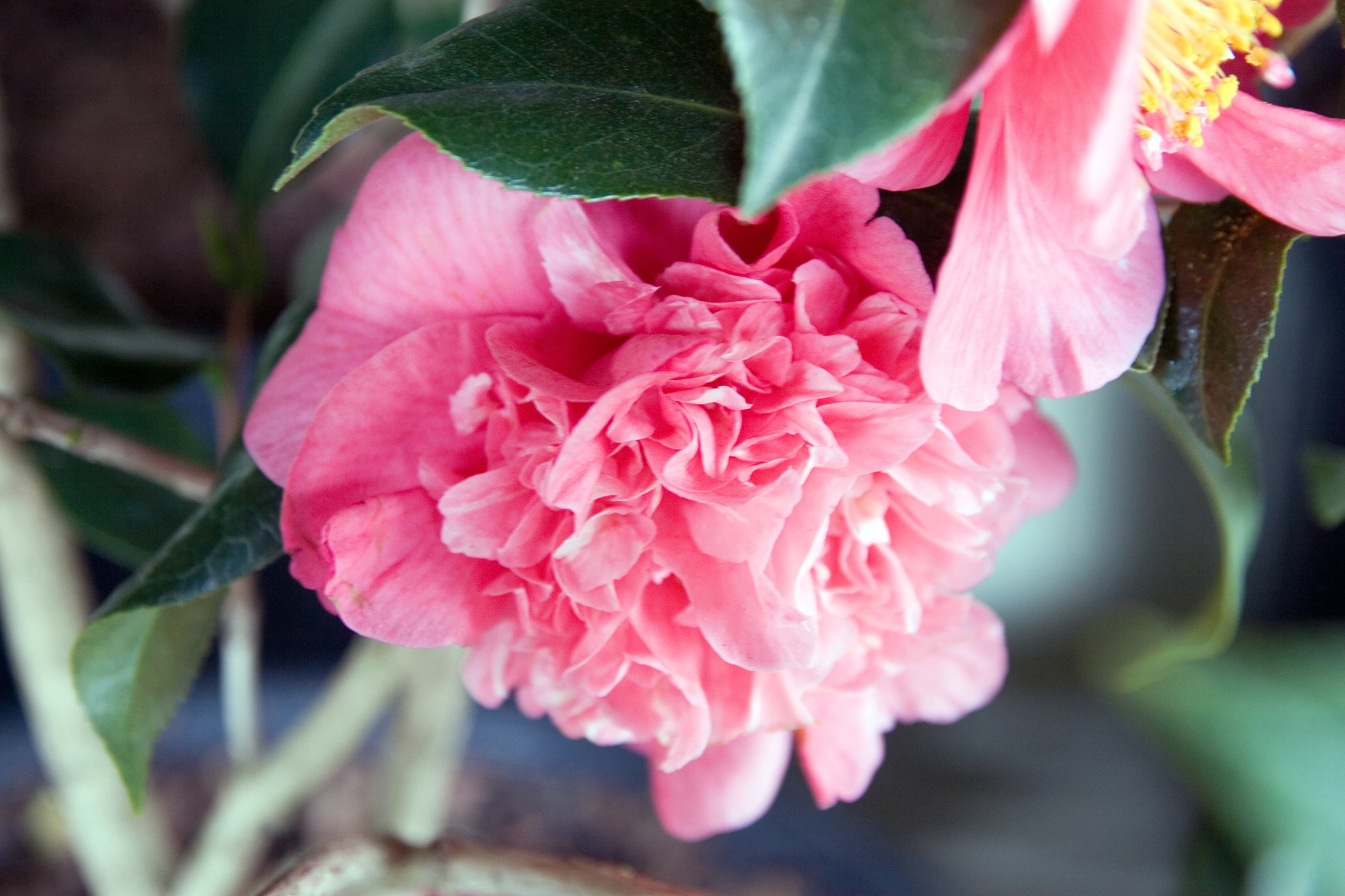 Camellia japonica 'Kumasaka'
