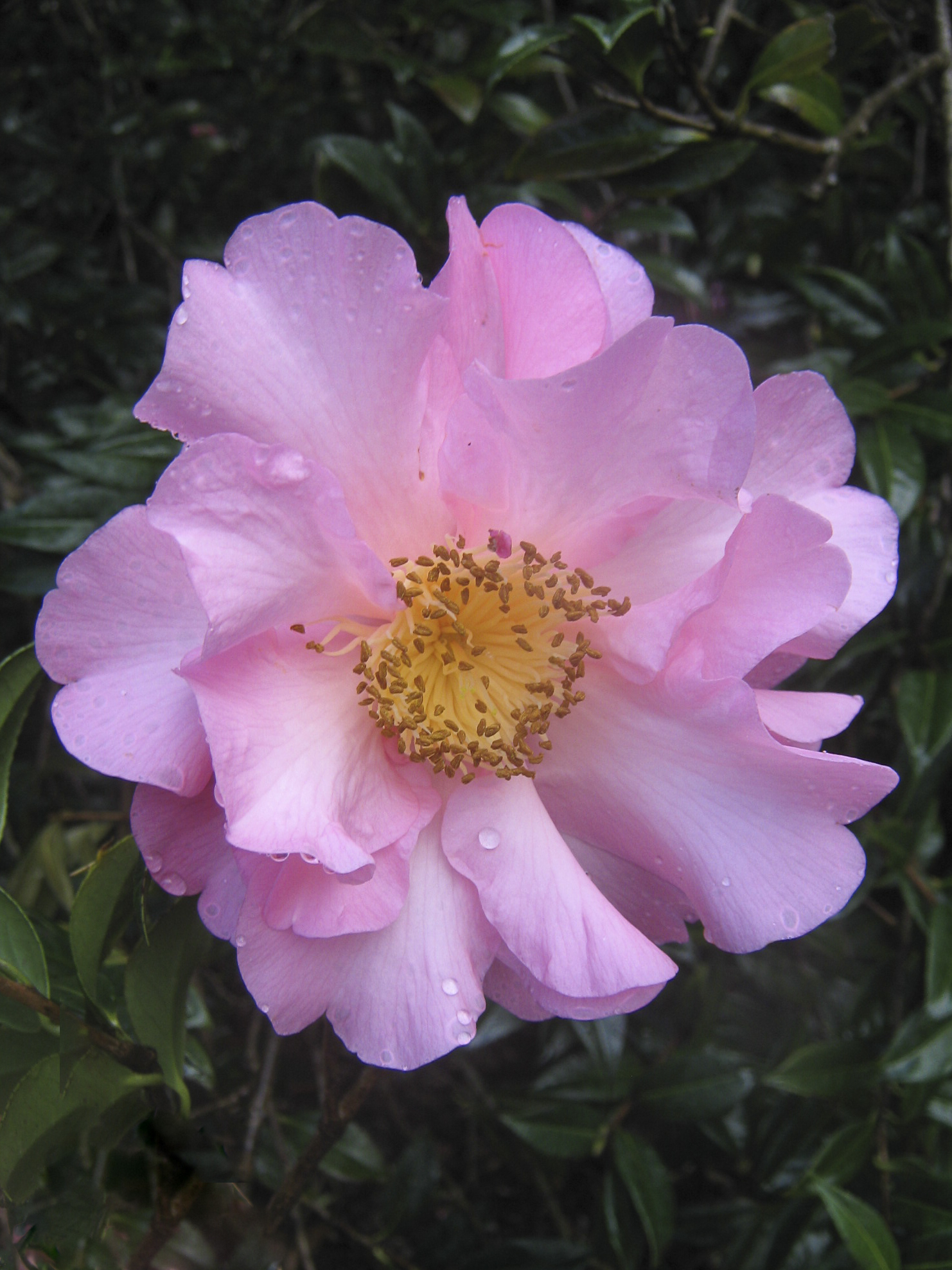 Camellia X williamsii 'Lady Gowrie'