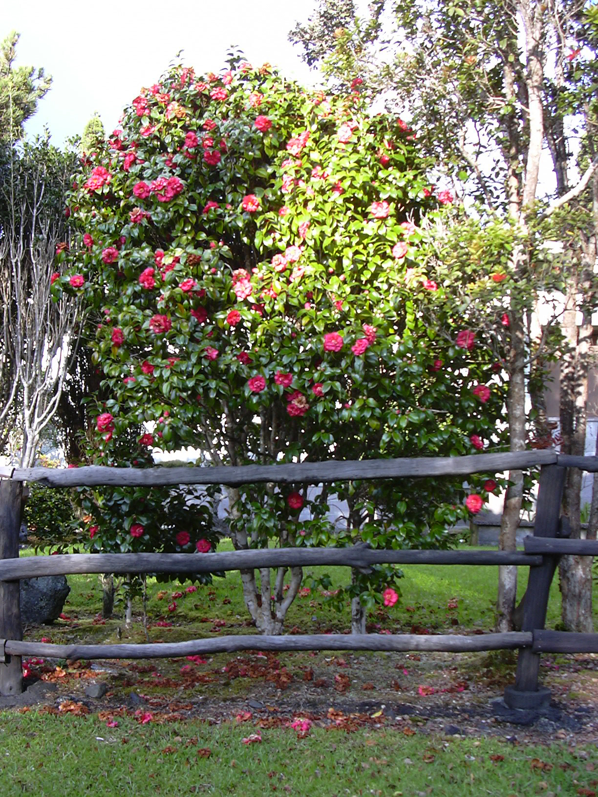 camellia-japonica-13