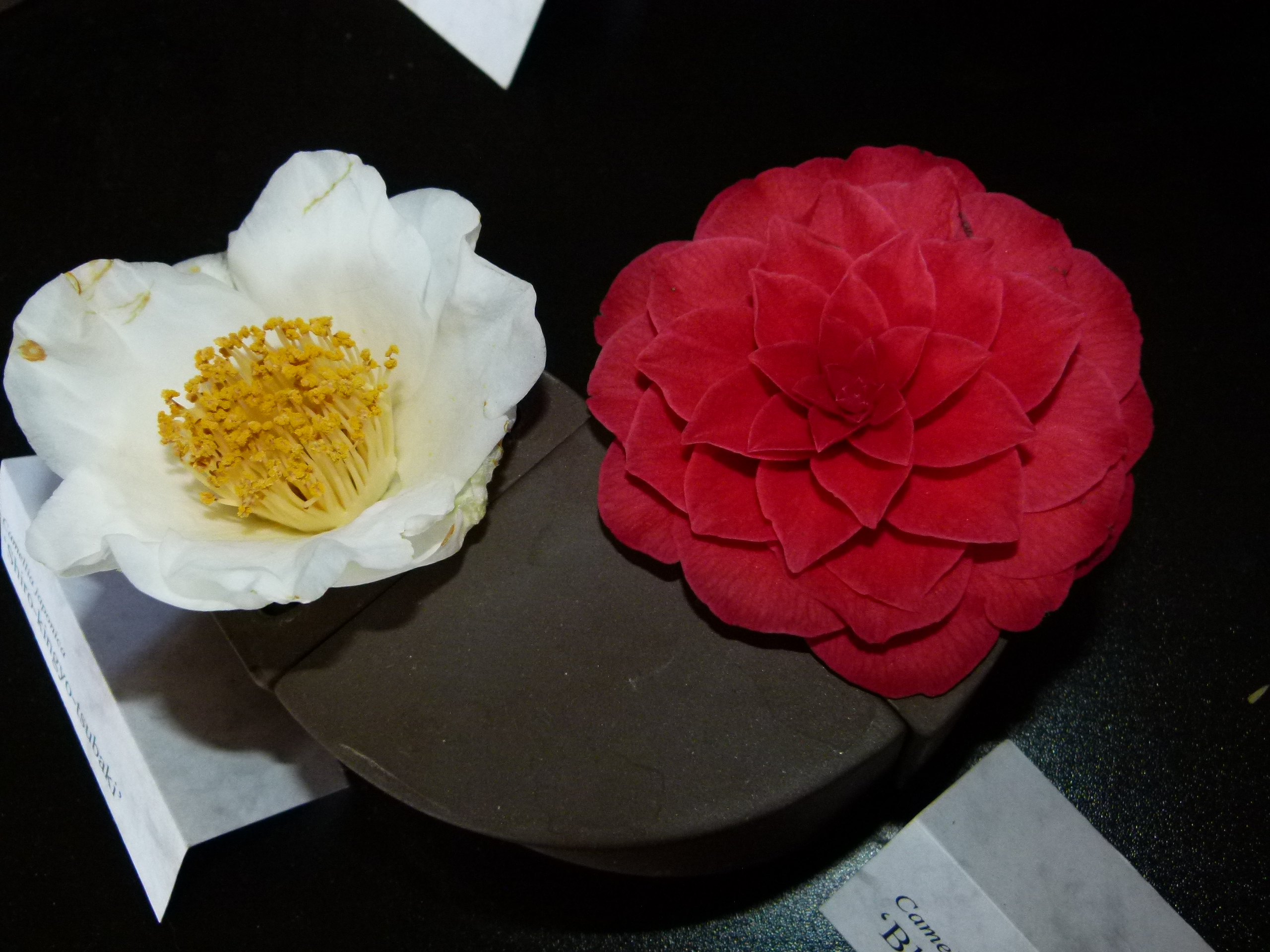 Camellia japonica 'Shirokingyoba-tsubaki'