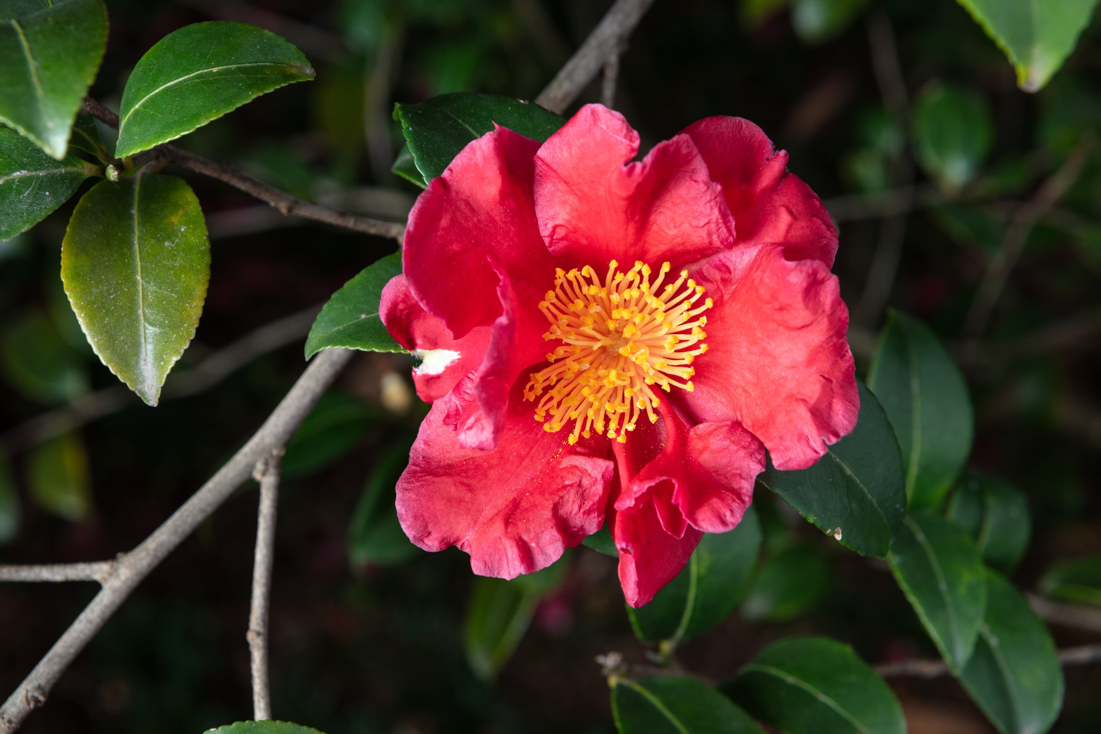 Camellia sasanqua 'Rey Carmesí'