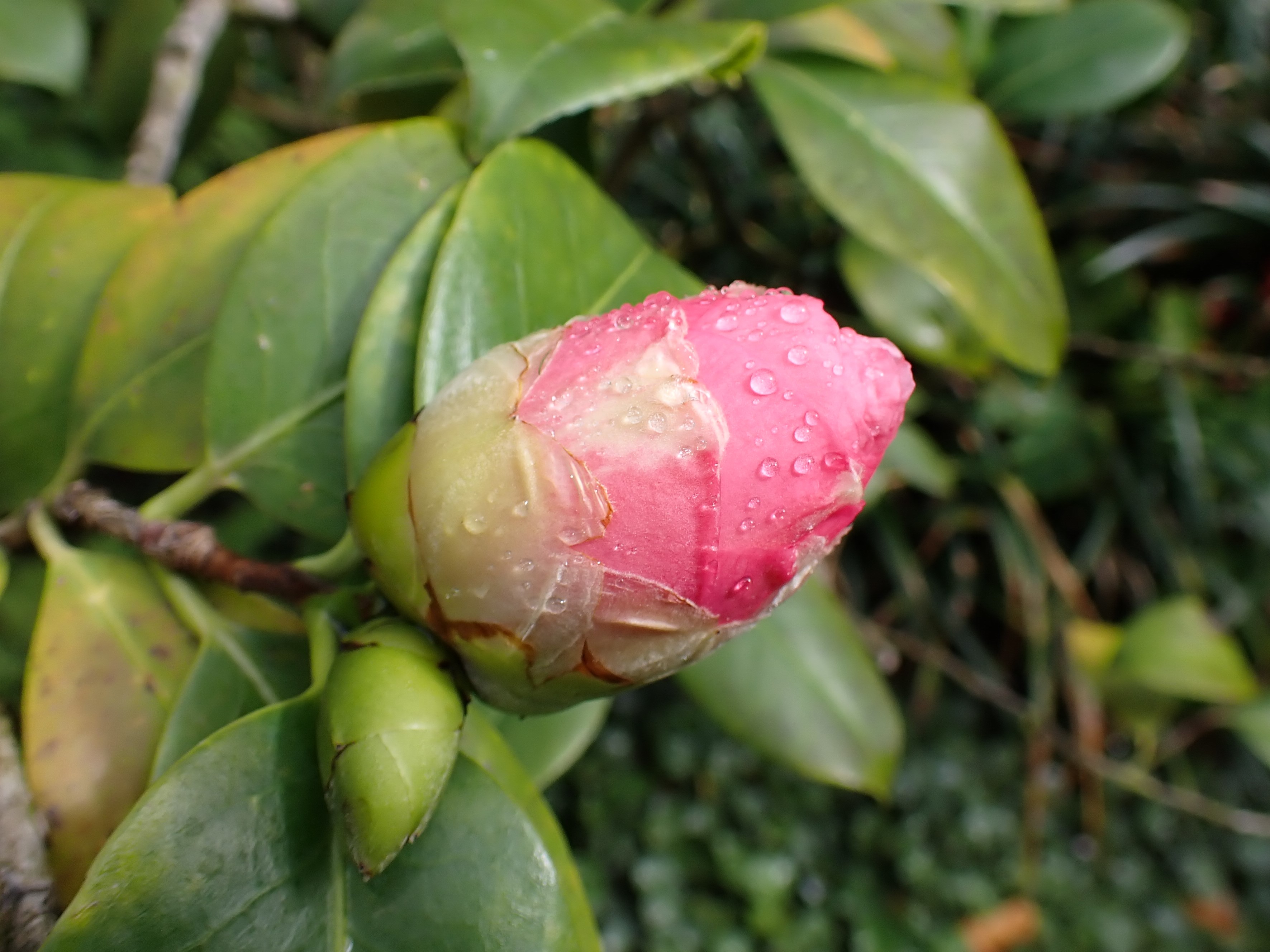 Camellia japonica 'Mathotiana'