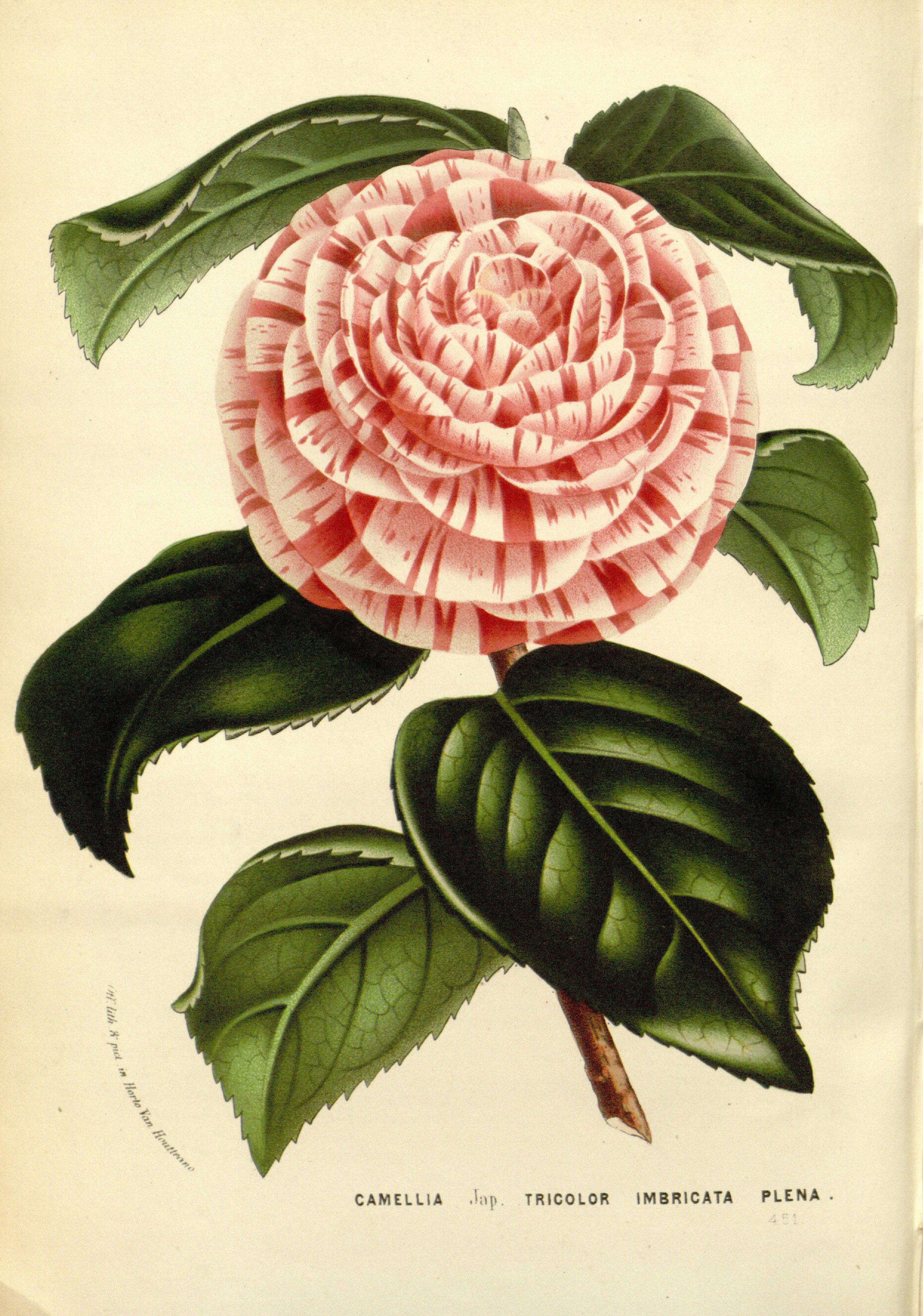 Camellia japonica 'Bella Romana'