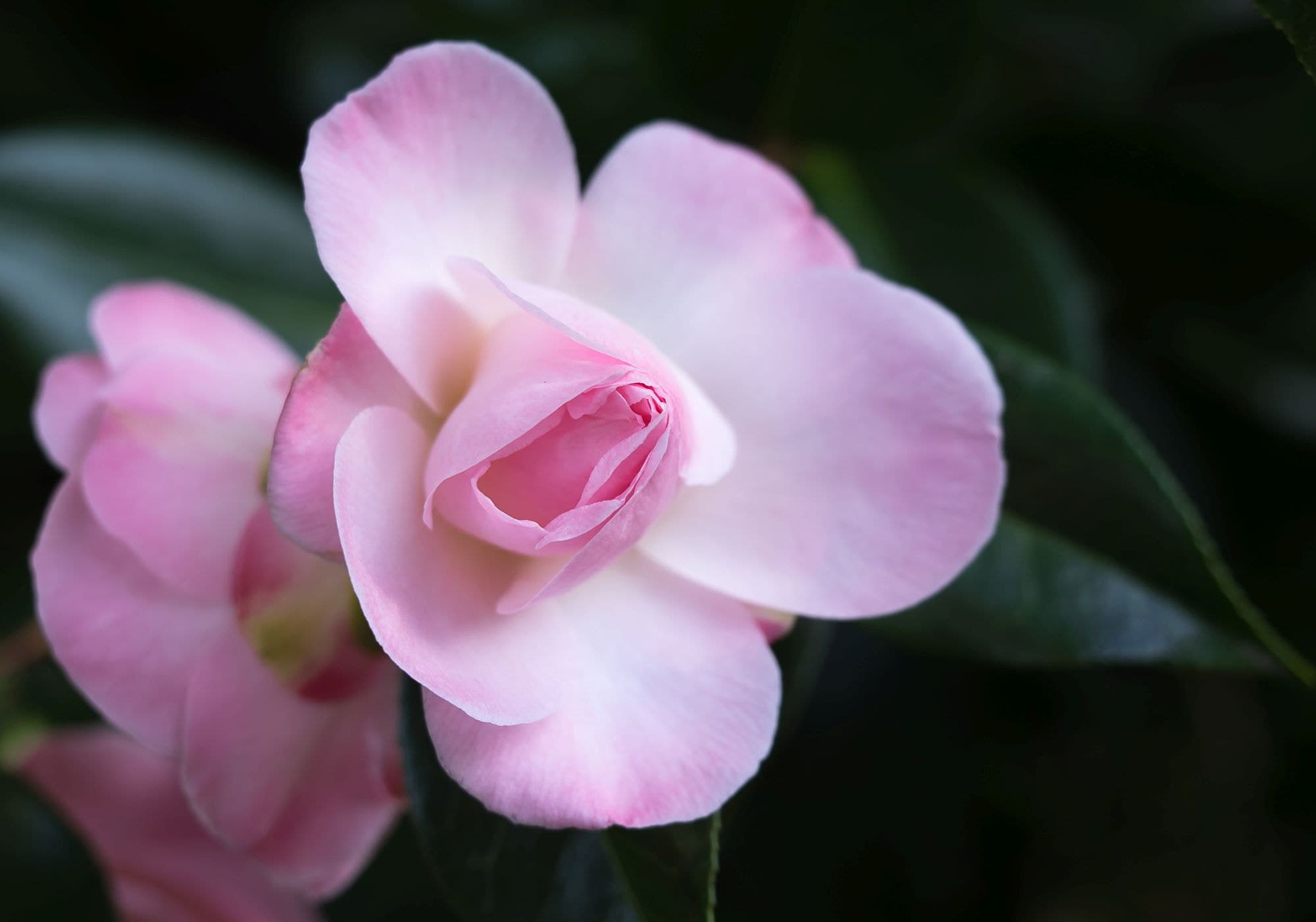camellia-japonica-20