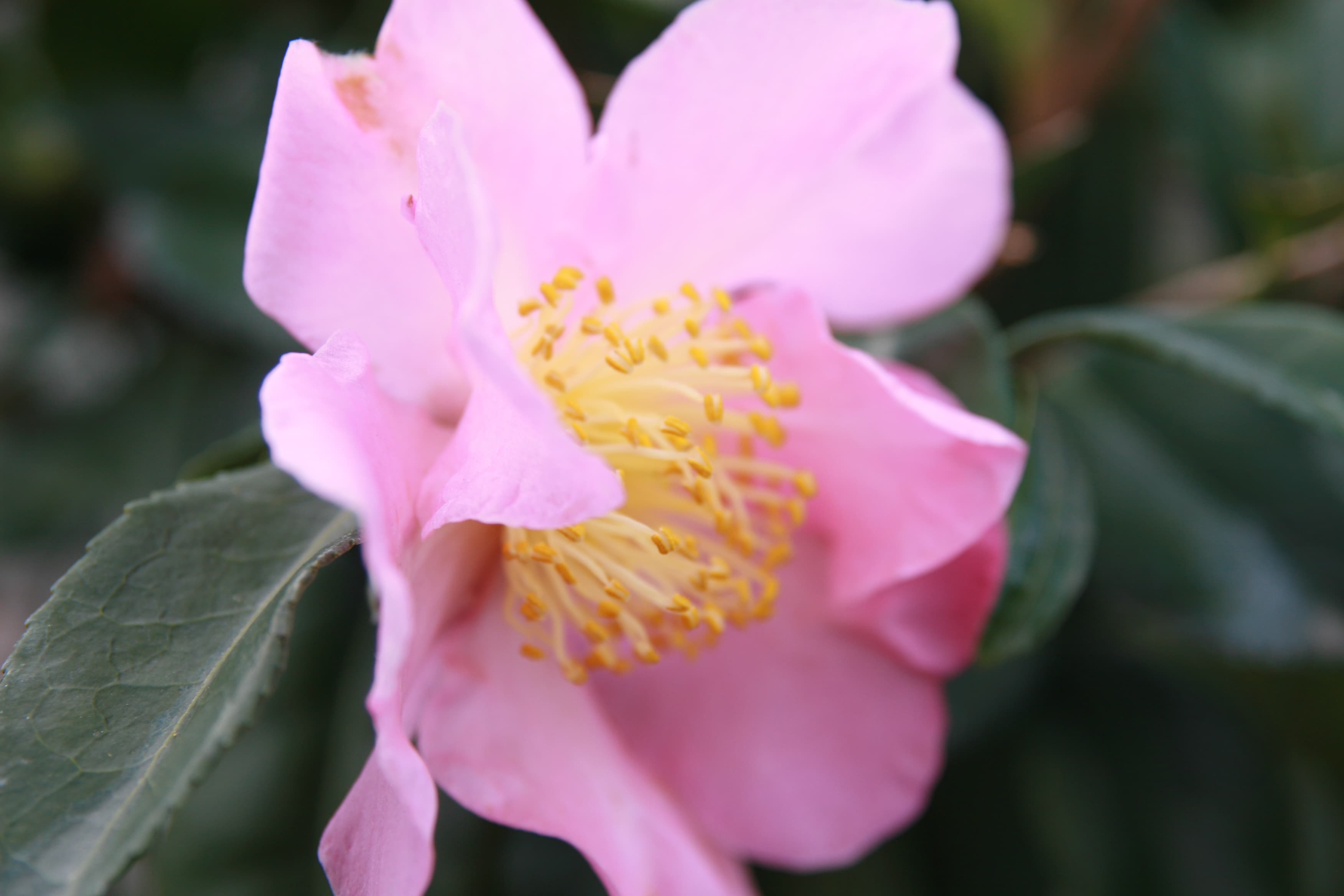 Camellia 'Winter's Star'