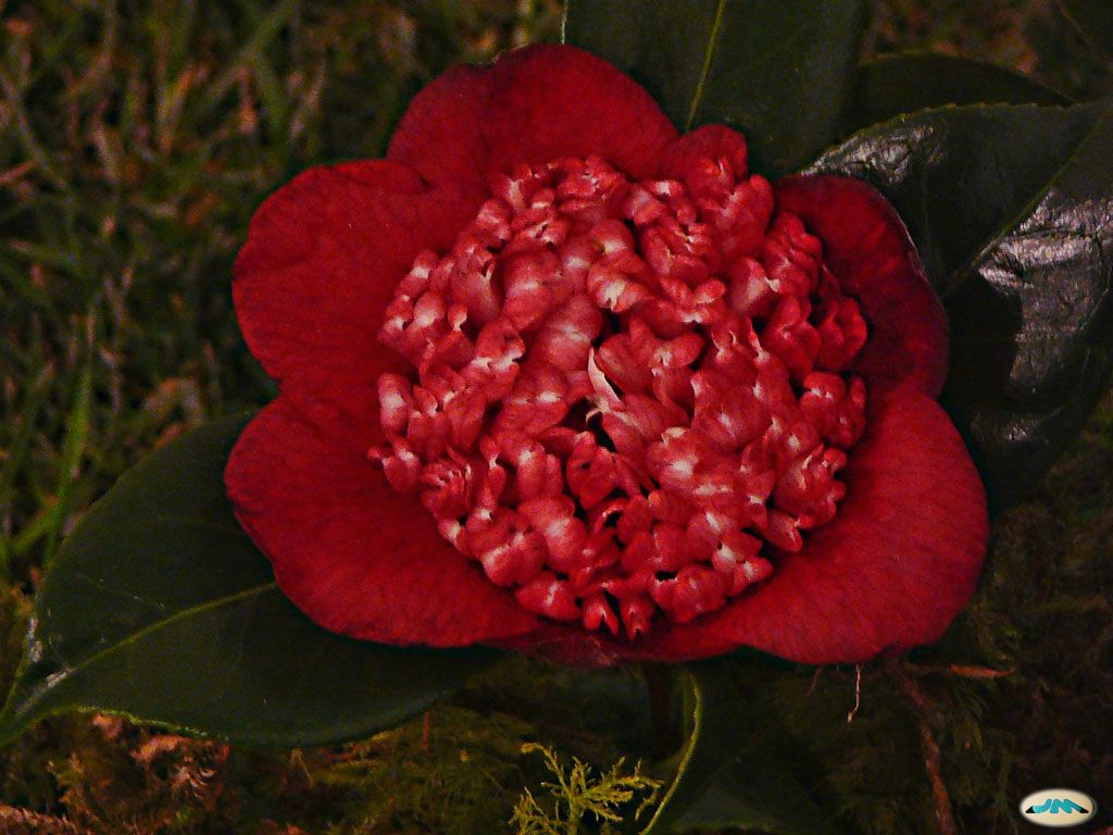 Camellia 'Bob's Tinsie'
