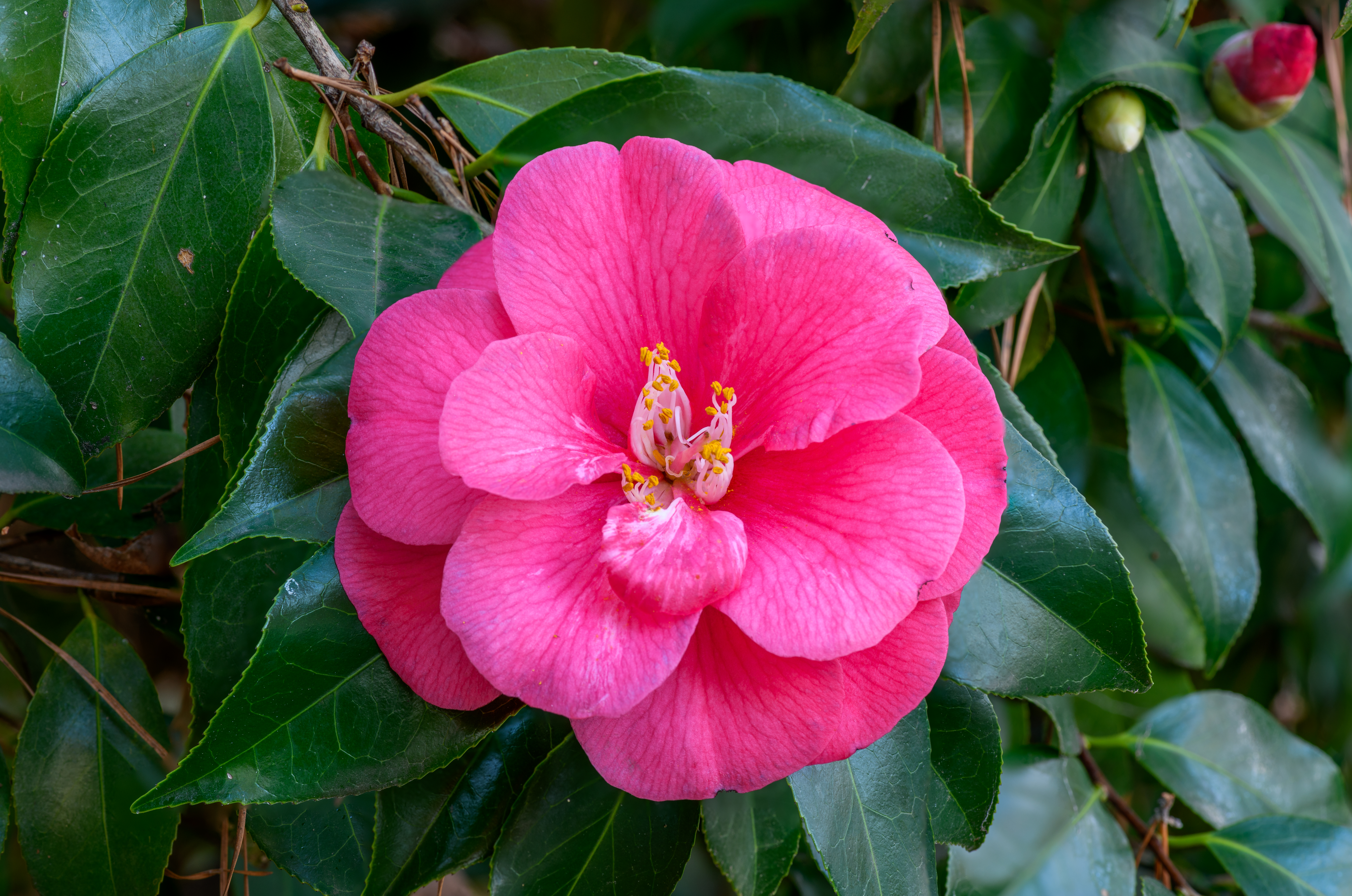 camellia-japonica-16