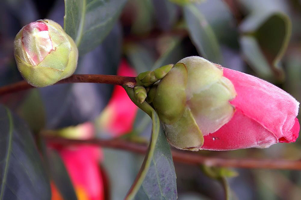 Camellia japonica 'Spring'