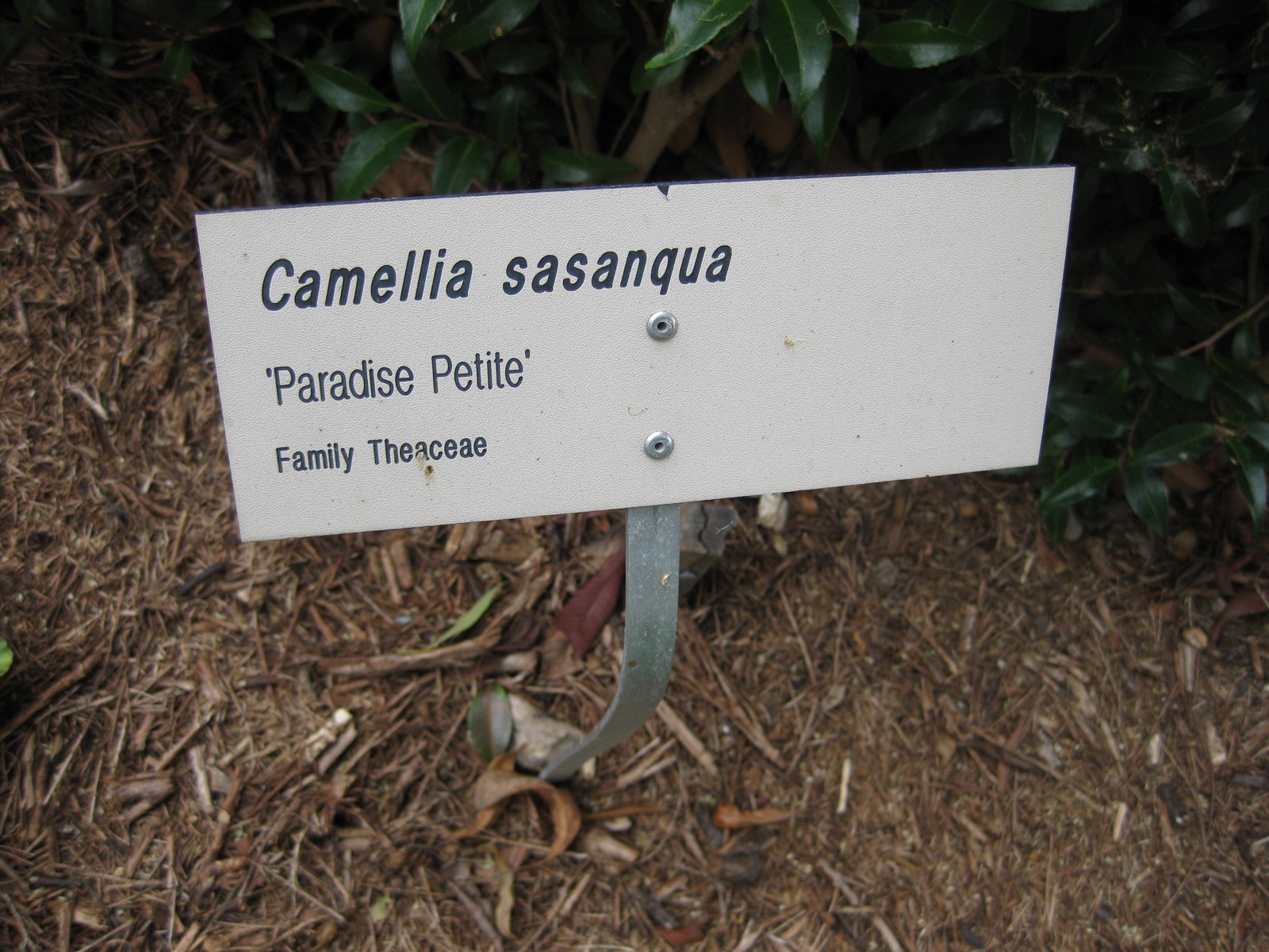 Camellia sasanqua 'Paradise Petite'