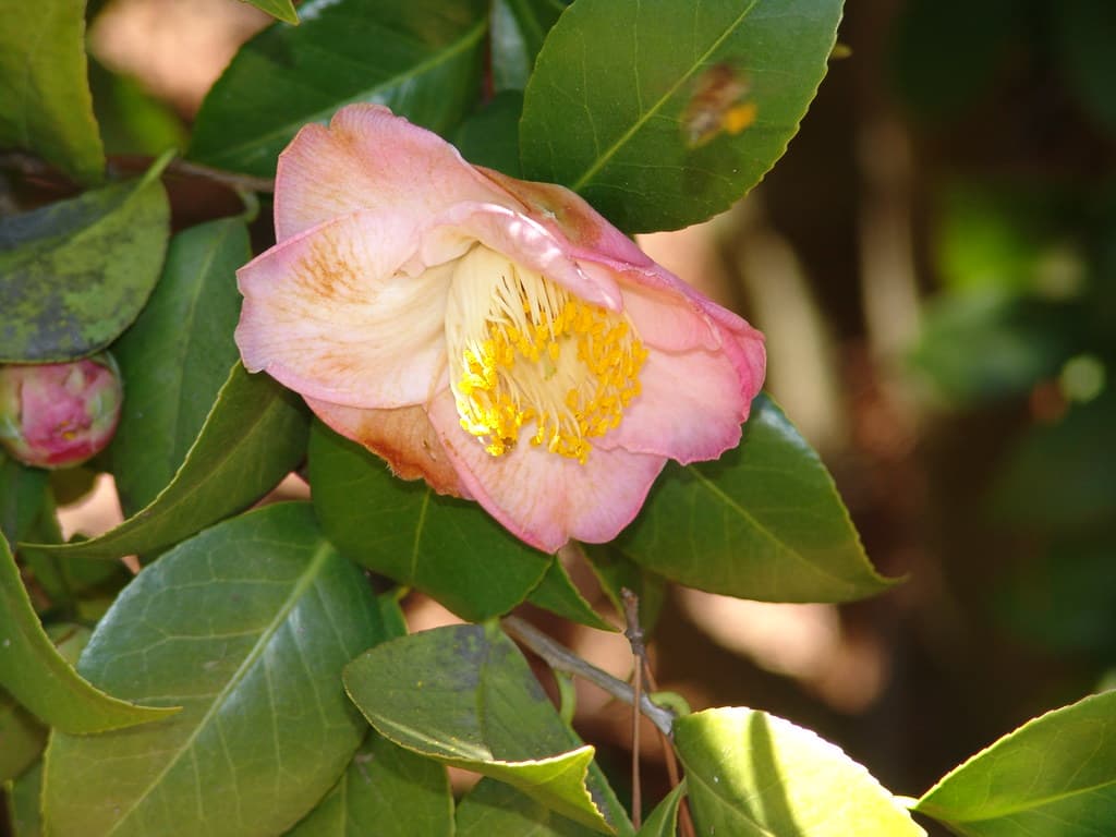 Apple Blossom