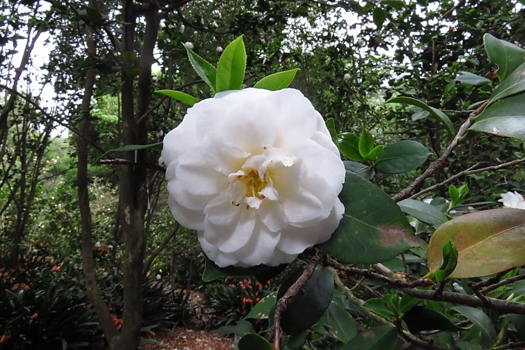 Purity