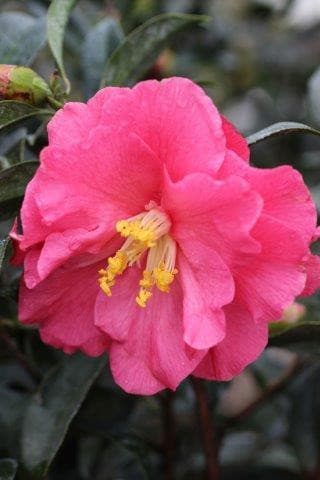 Camellia japonica 'Coral Reef'