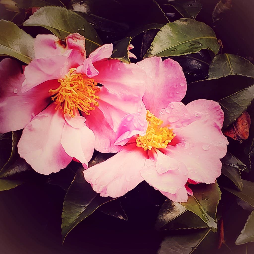 Winter's Rose