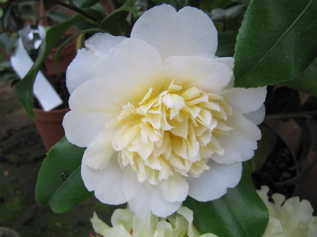 Brushfield's Yellow
