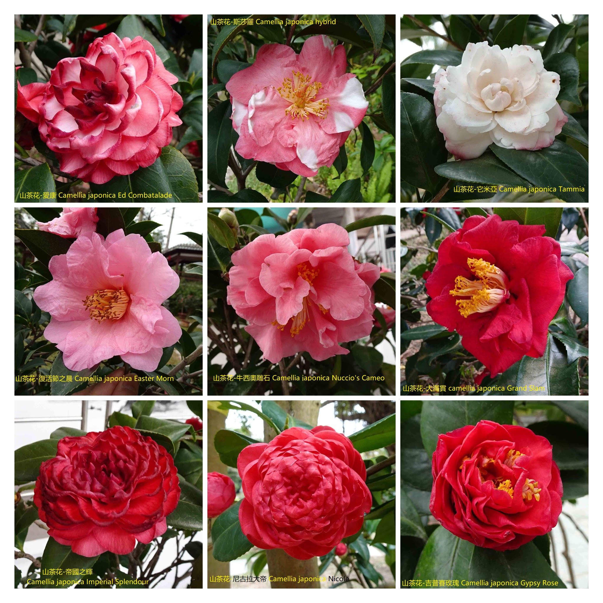 Camellia japonica 'Ed Combatalade'