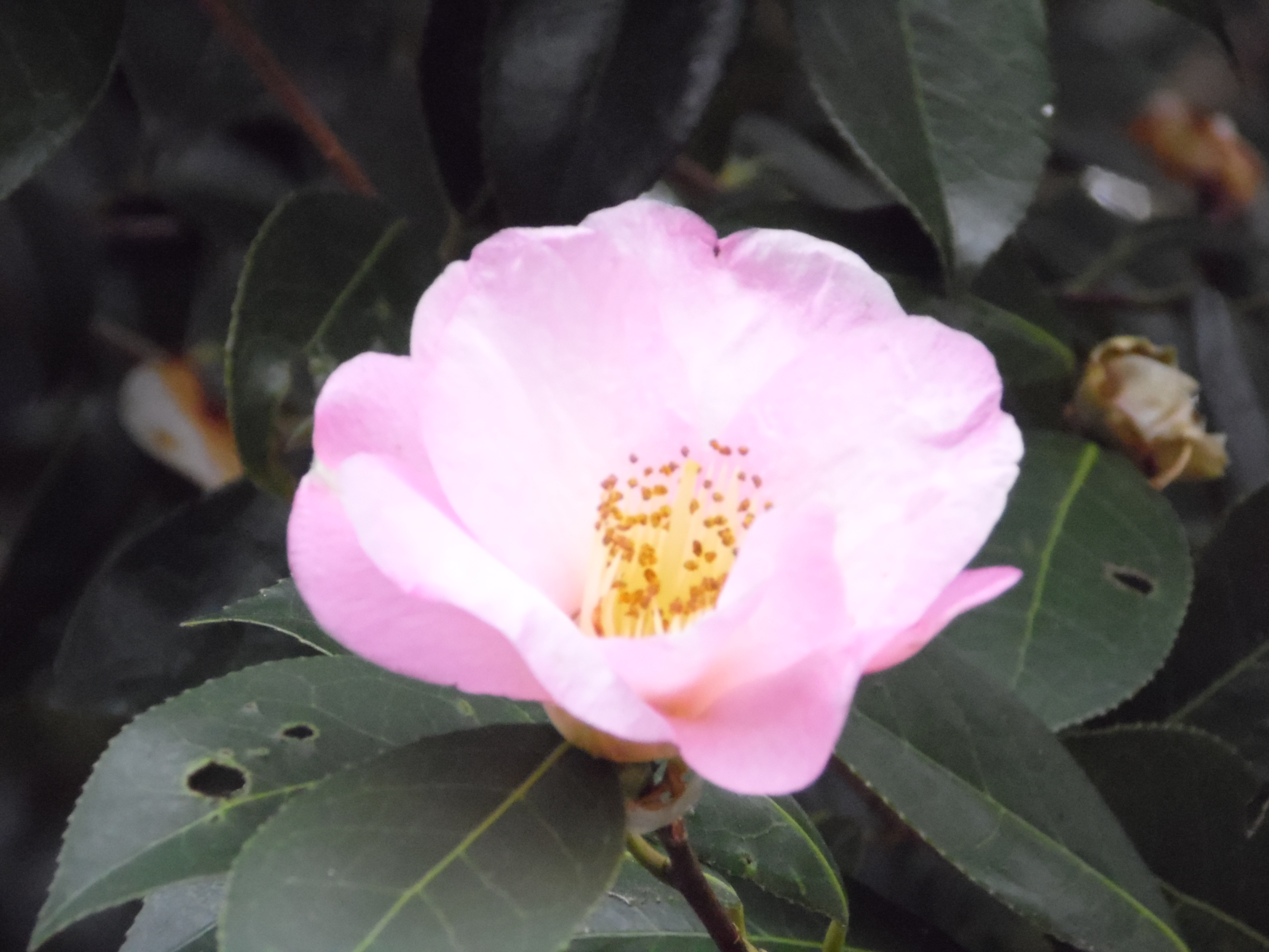 Camellia sasanqua 'Cotton Candy'