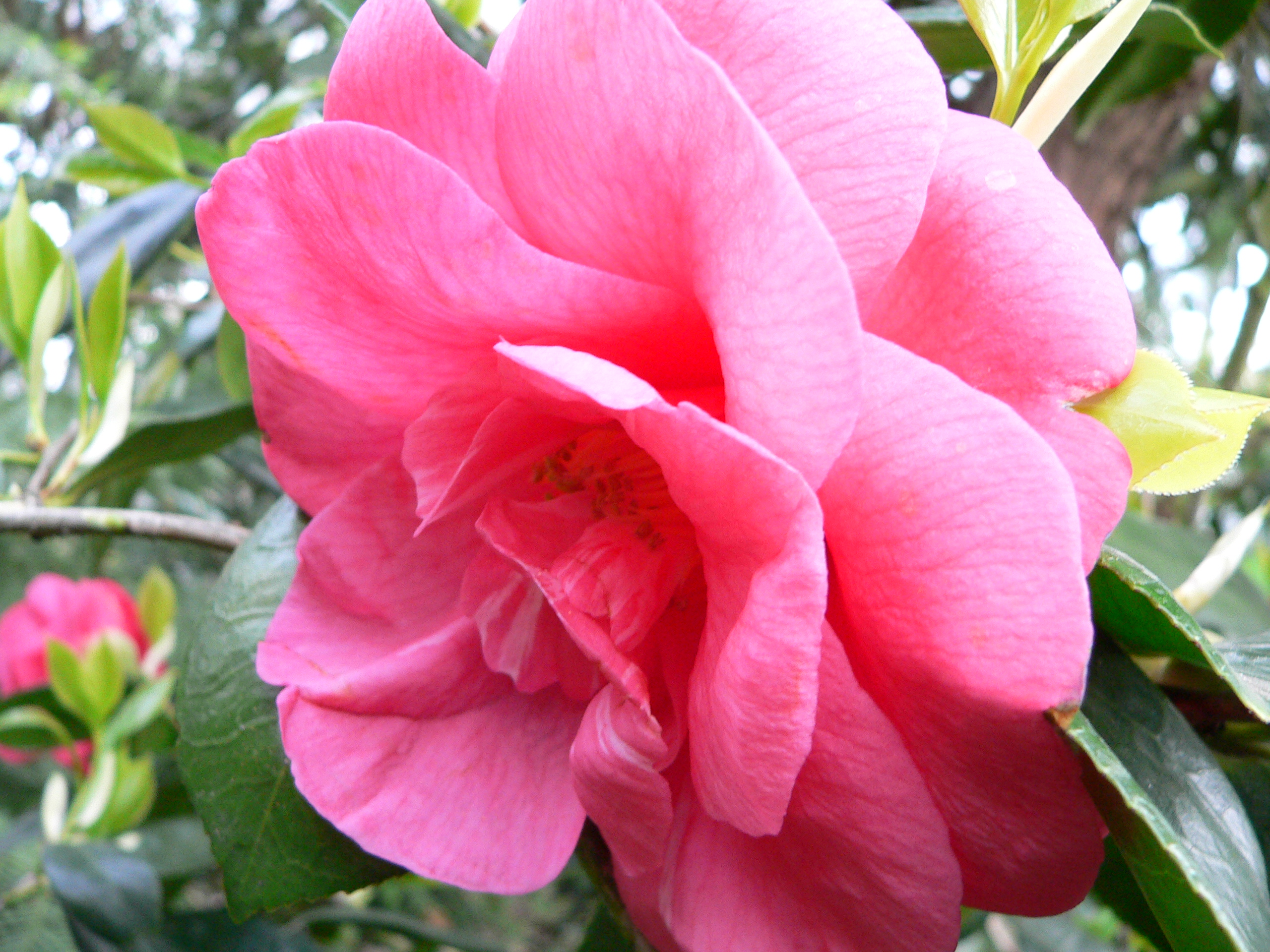 Camellia 'Drama Girl'