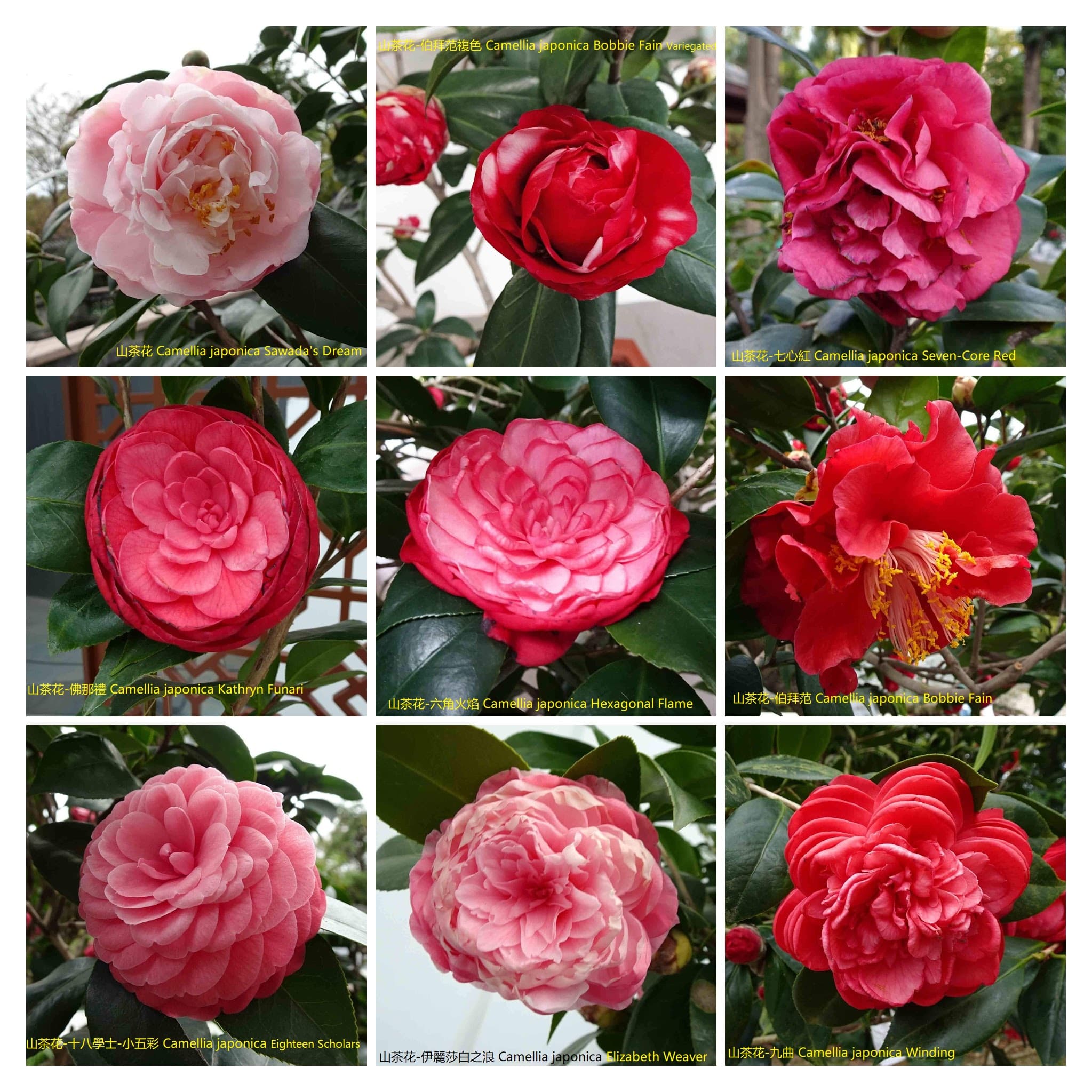 Camellia japonica 'Sawada's Dream'