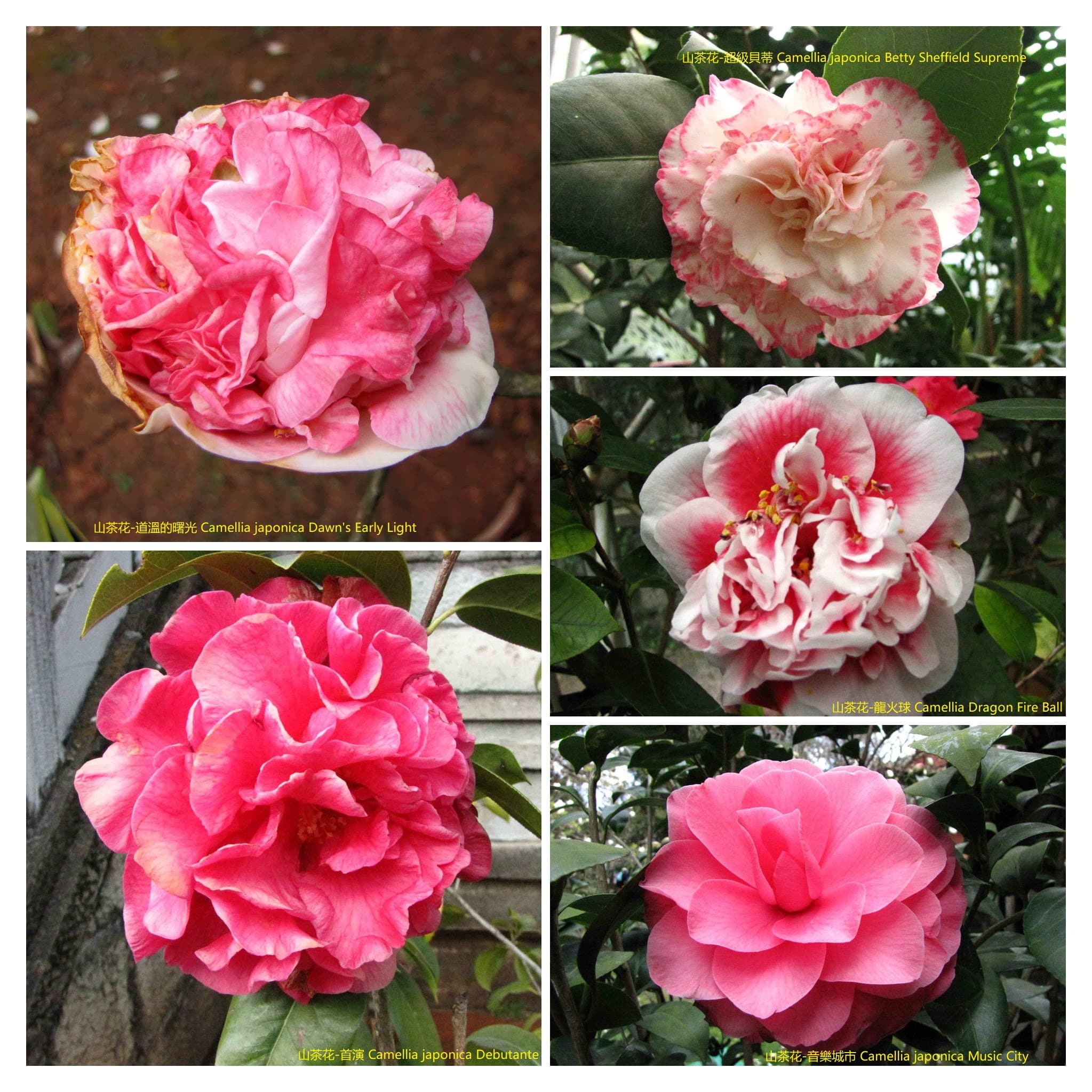 Camellia japonica 'Dawn's Early Light'