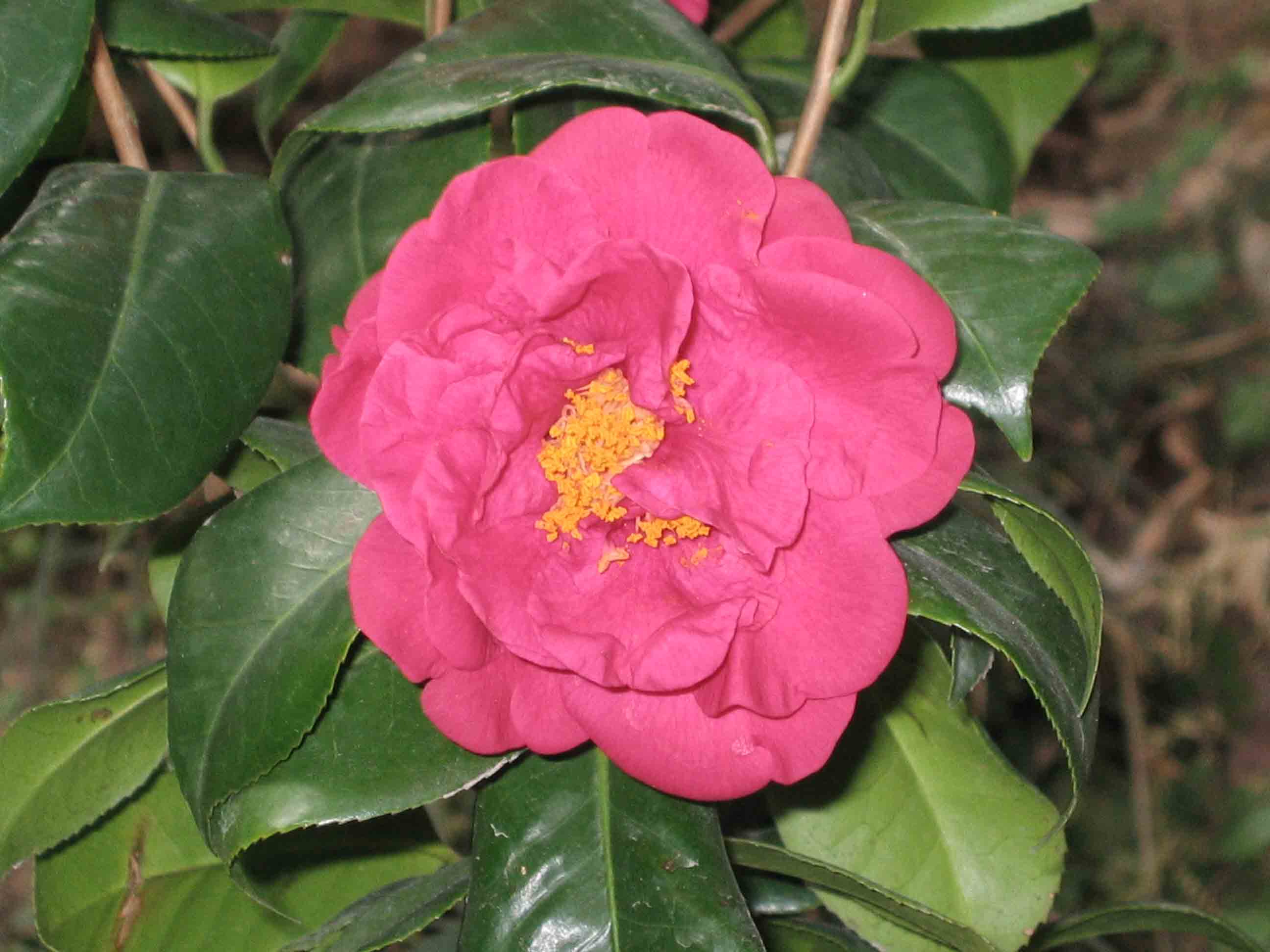 Camellia x williamsii 'Anticipation'