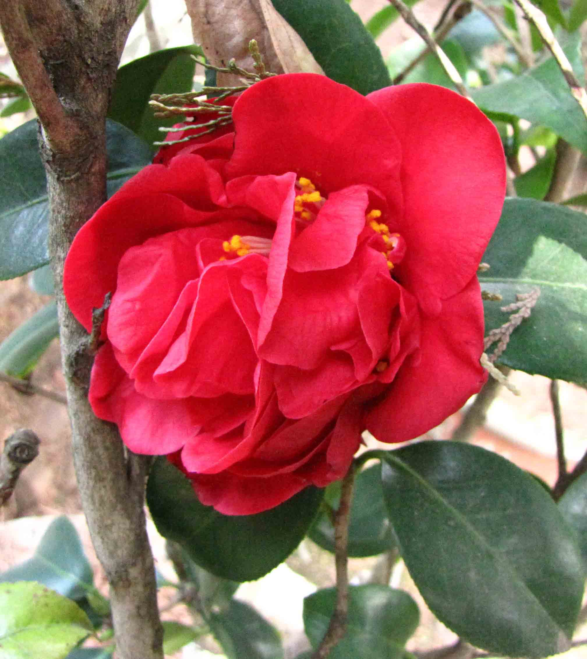 Camellia 'Tom Knudsen'
