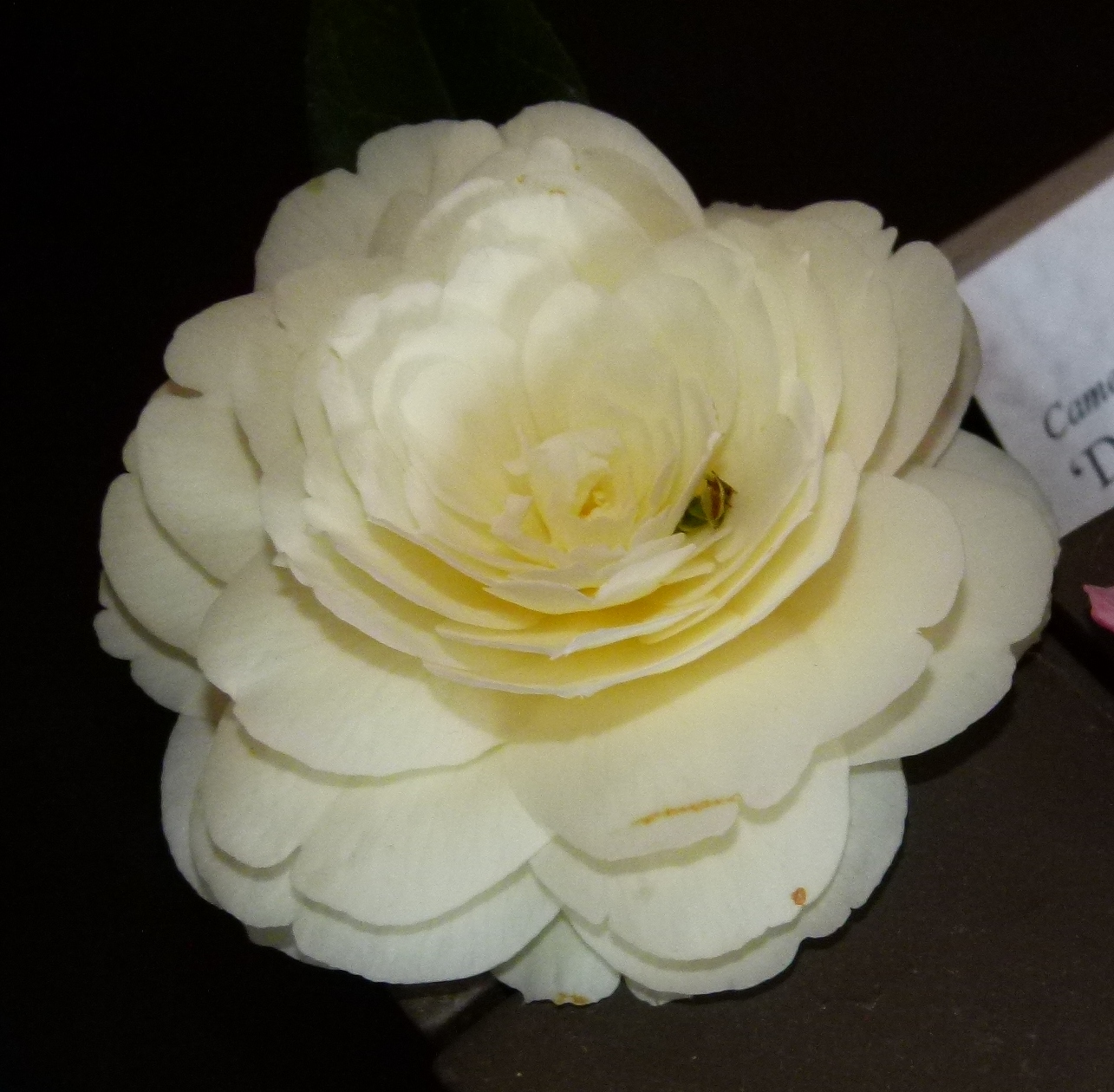 Camellia 'Dahlohnega'
