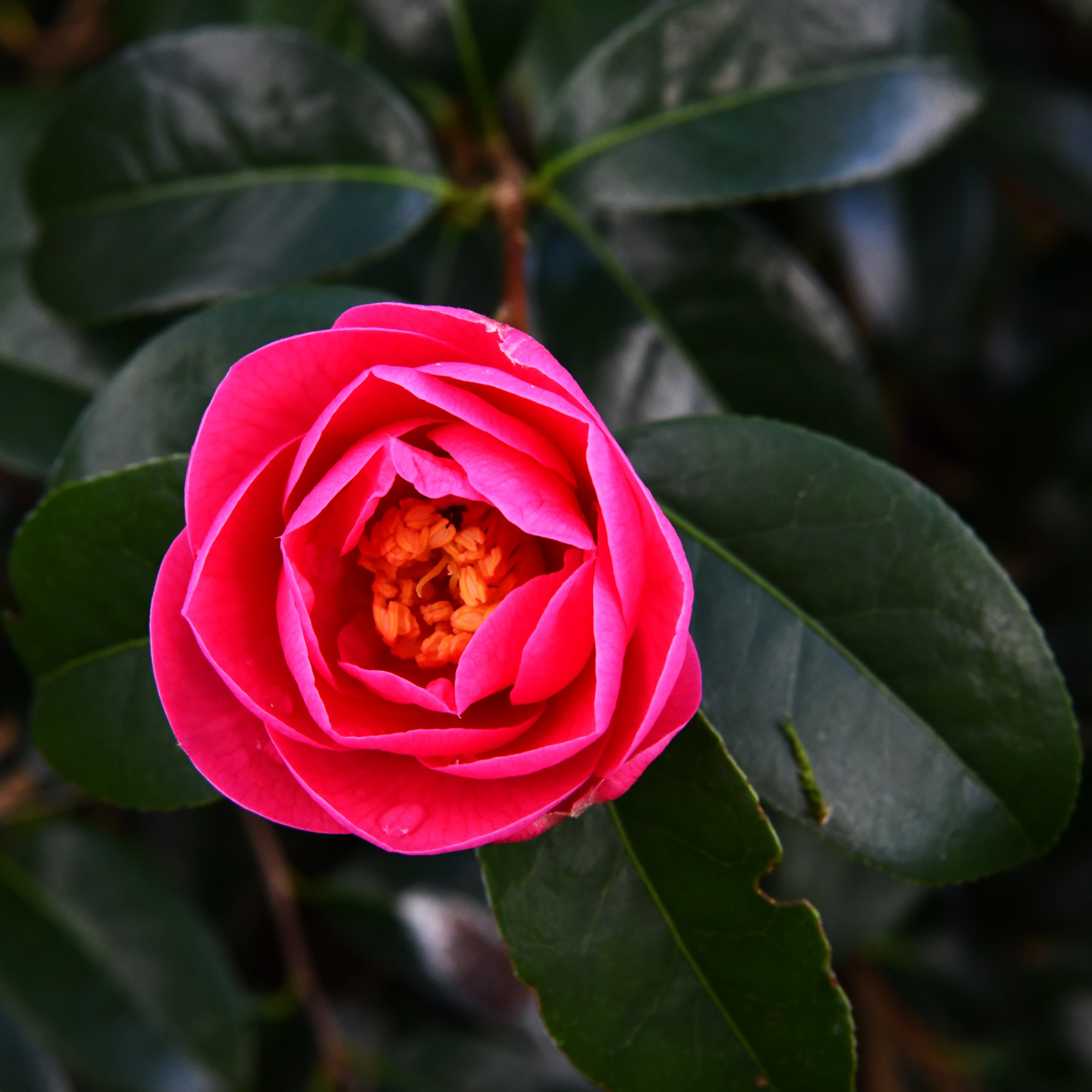 camellia-japonica-18