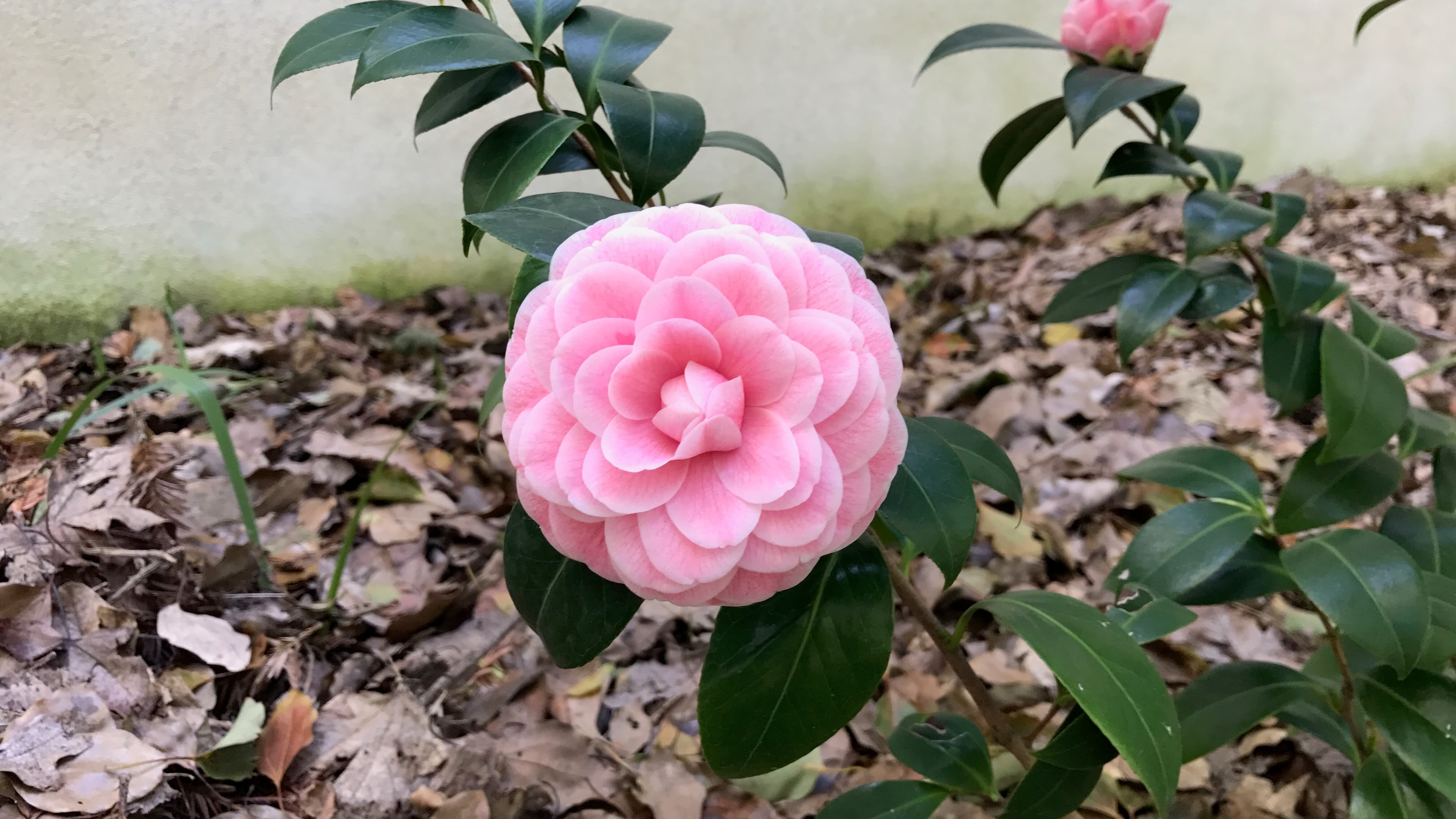 Camellia japonica 'Pink Perfection'