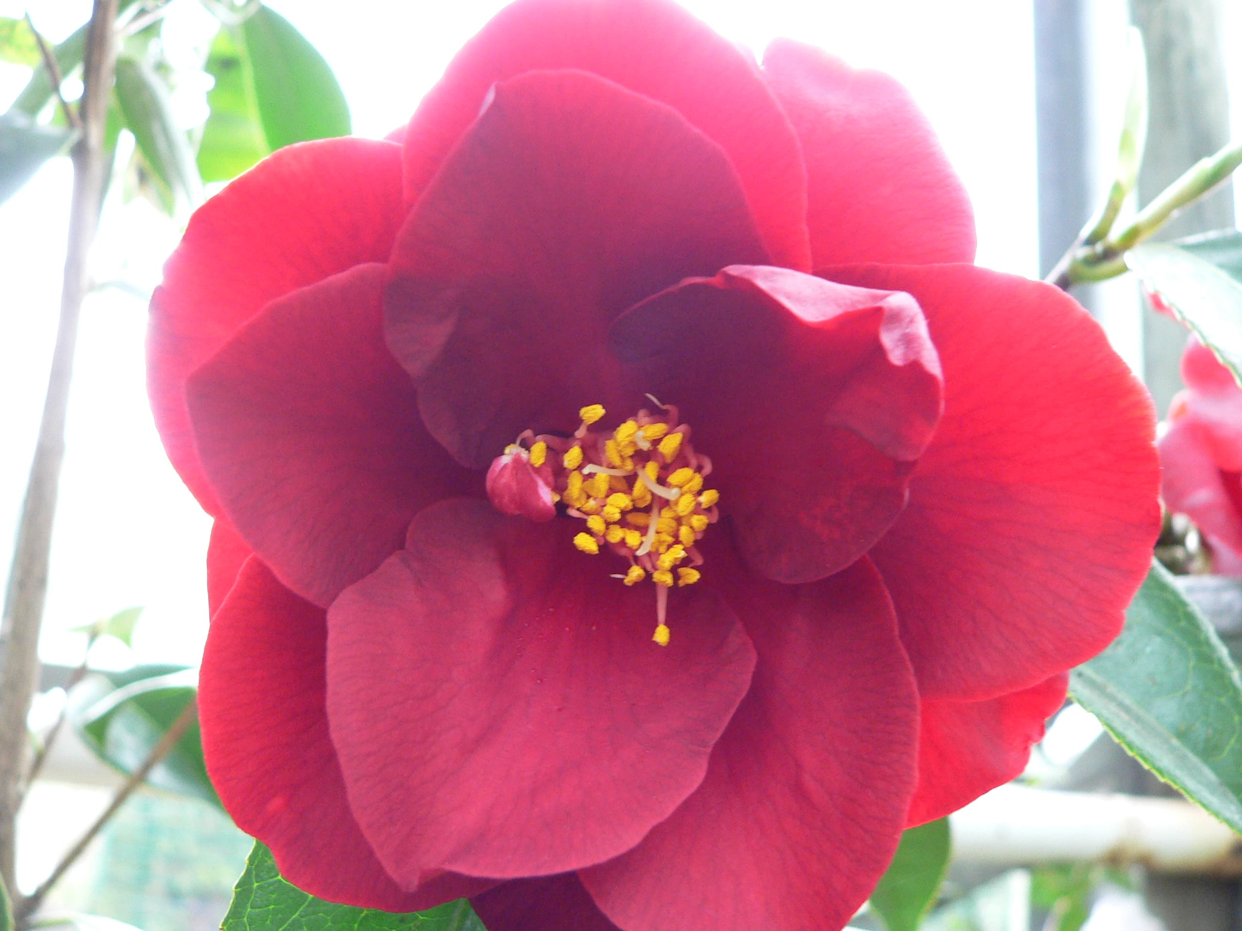 Camellia japonica 'Royal Velvet'