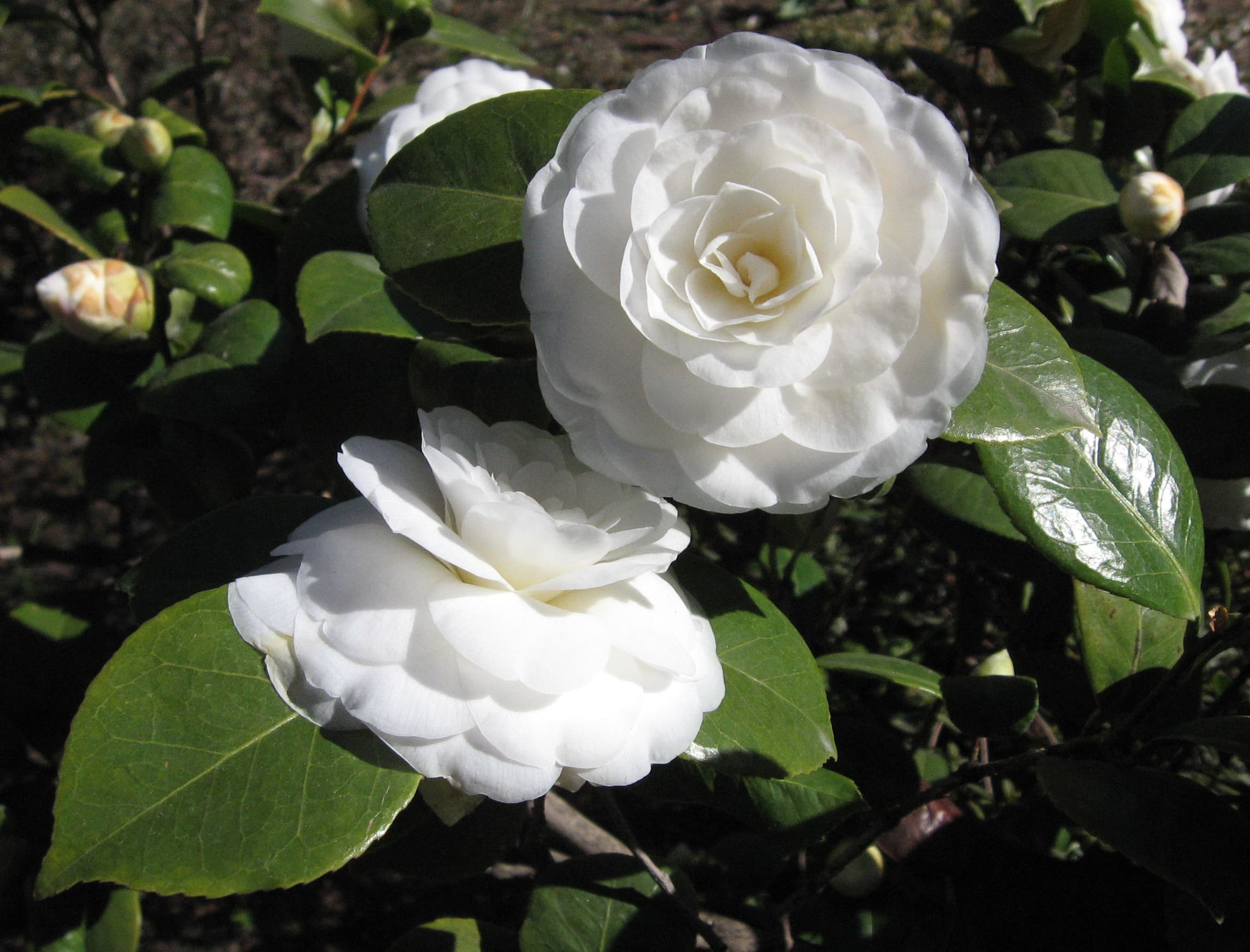 Camellia japonica 'Mathotiana Alba'