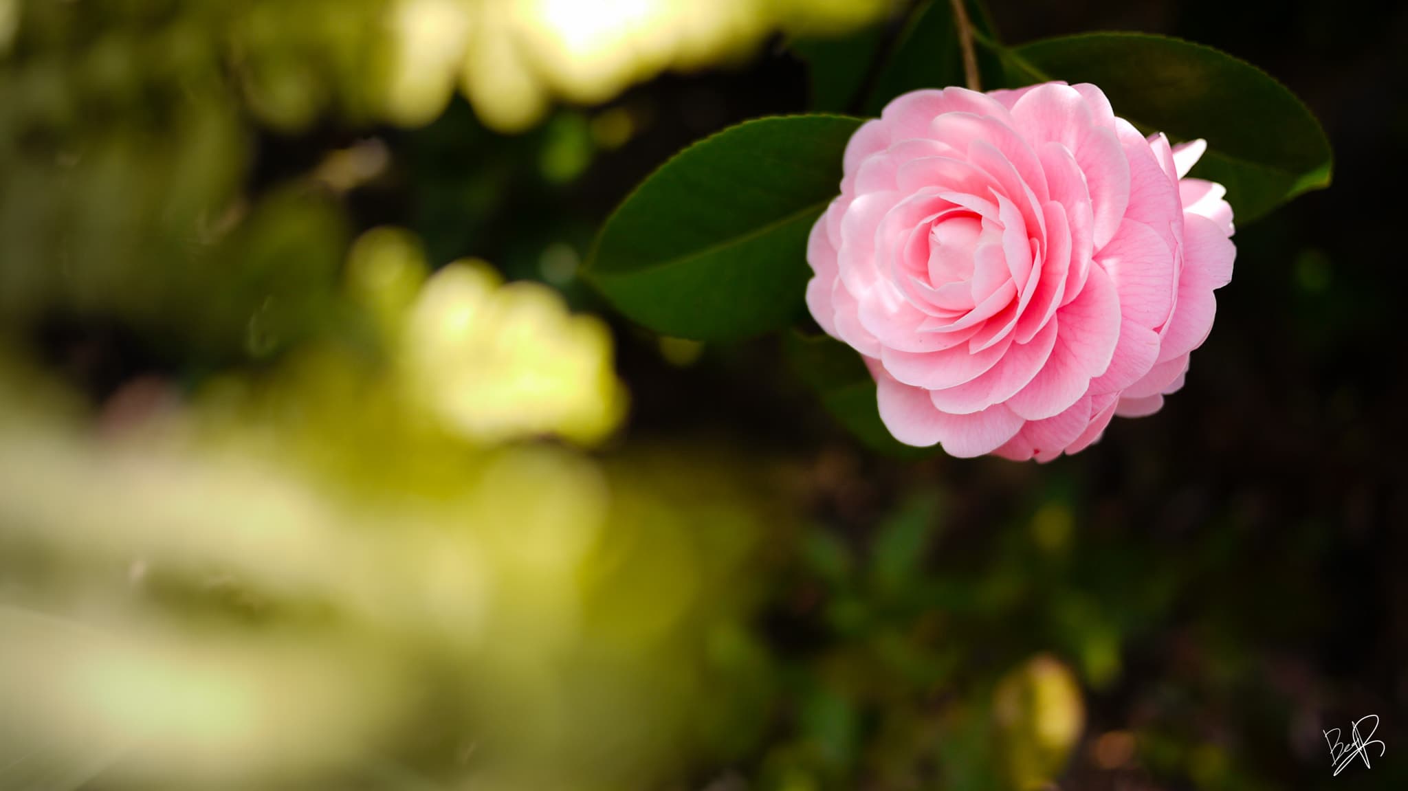 Camellia japonica 'Pink Formal Double'