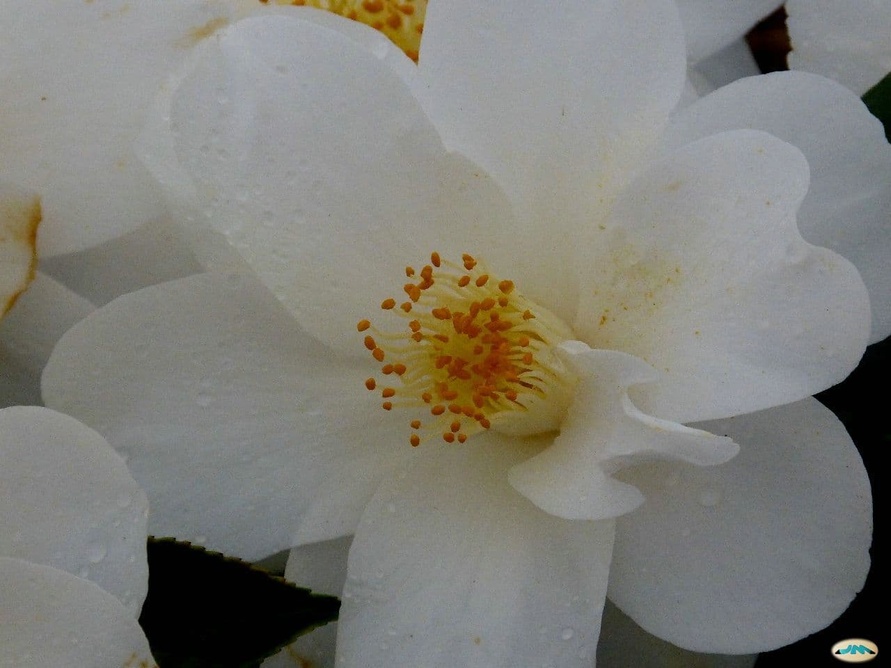 Camellia 'Cornish Snow'