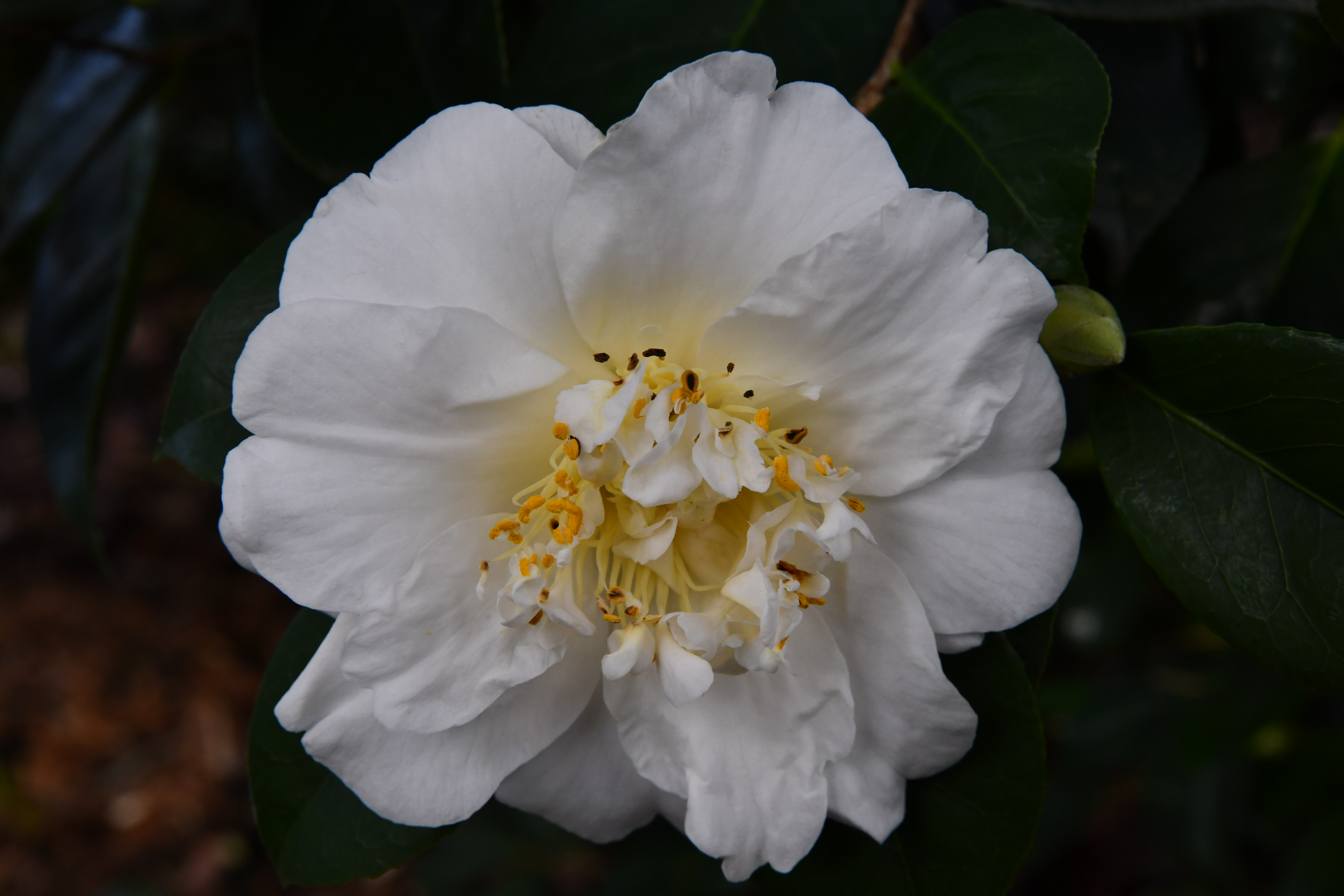 Camellia japonica
