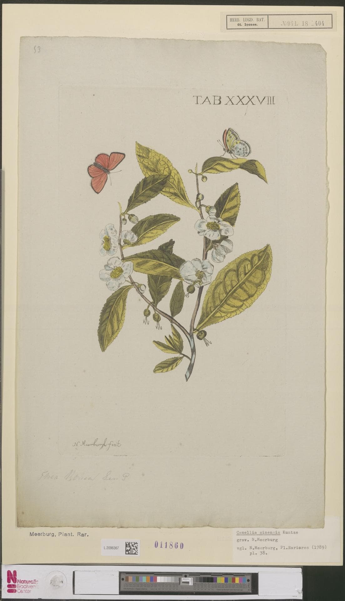 Camellia sinensis