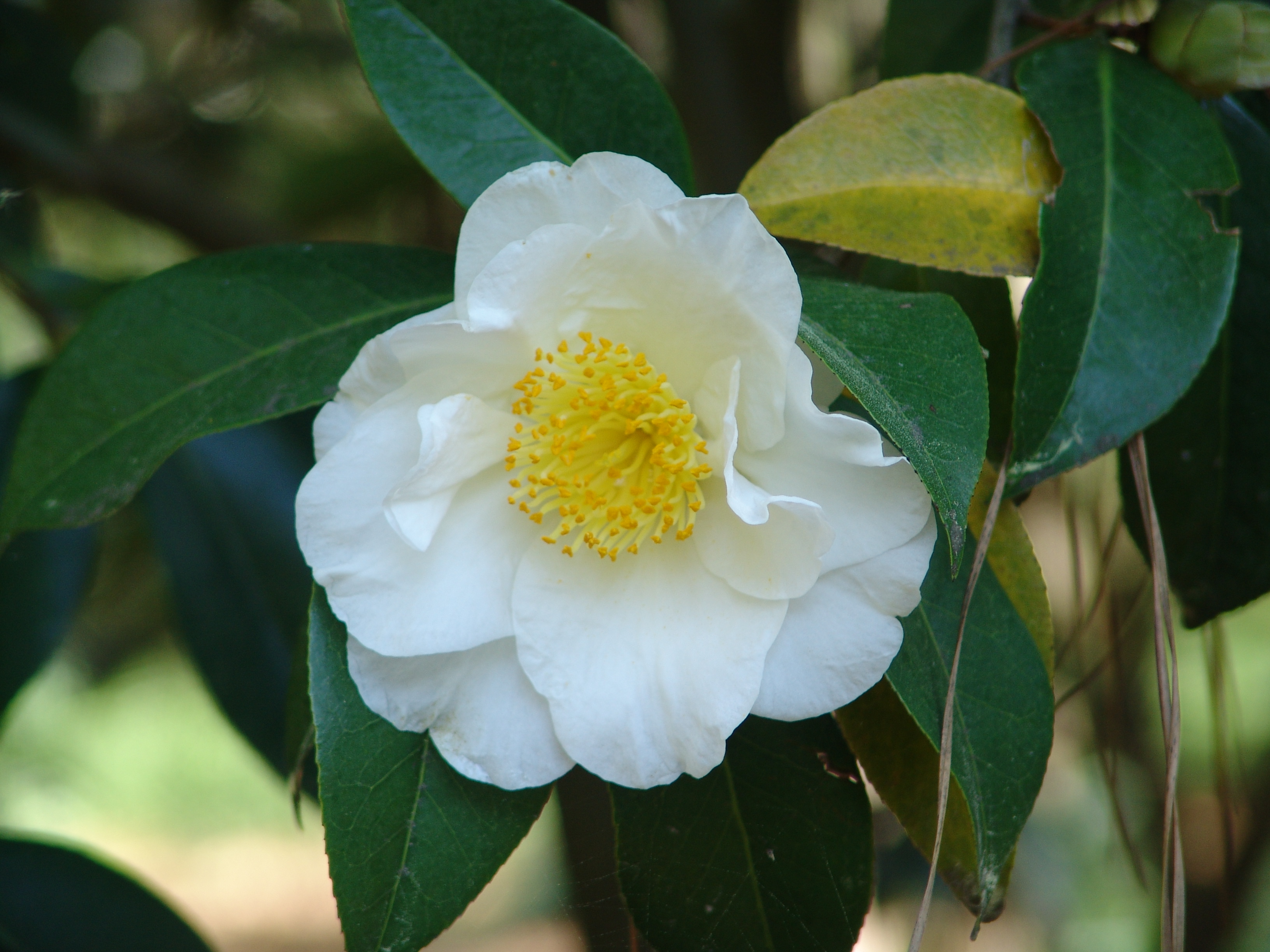 Camellia 'Silver Waves'