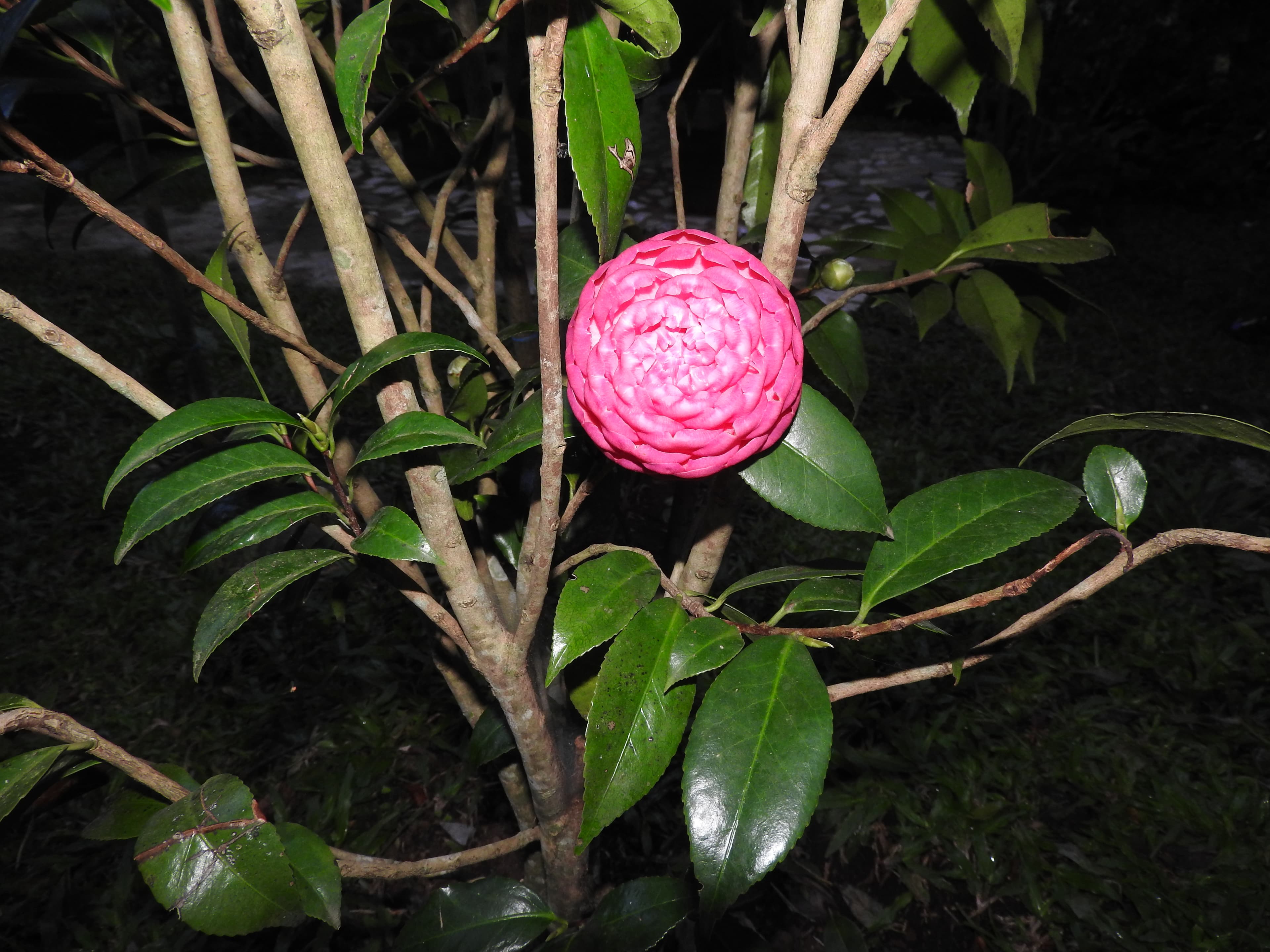 Camellia japonica