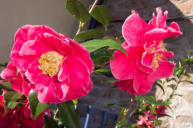 Camellia 'Adolphe Audusson'
