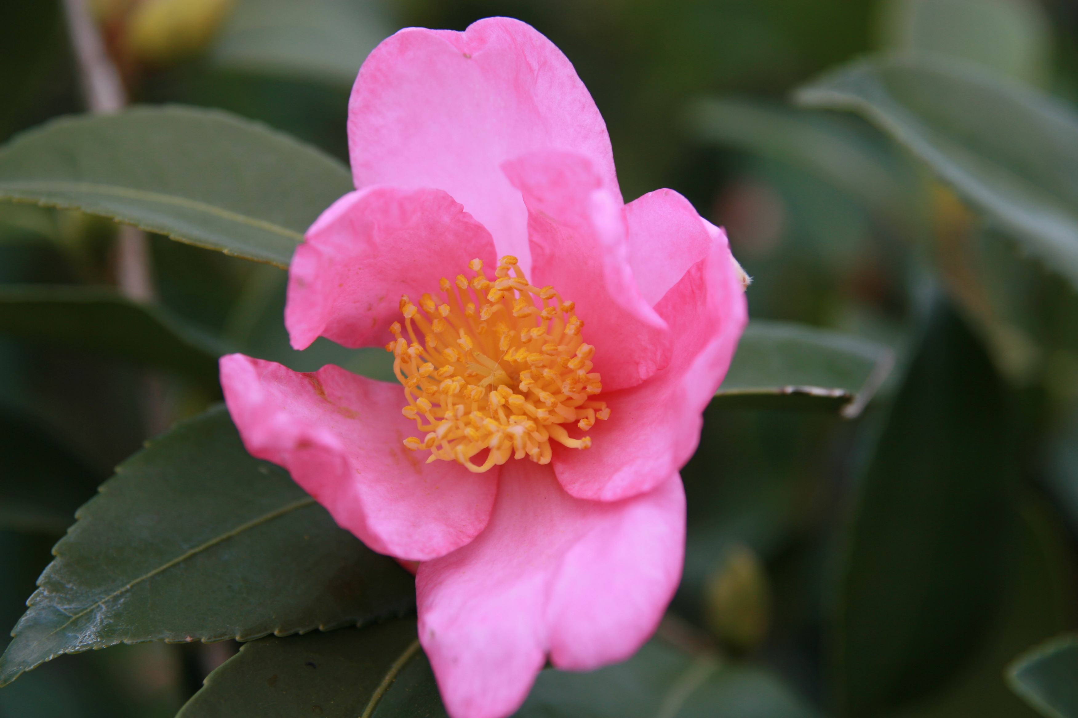 Camellia 'Winter's Dream'