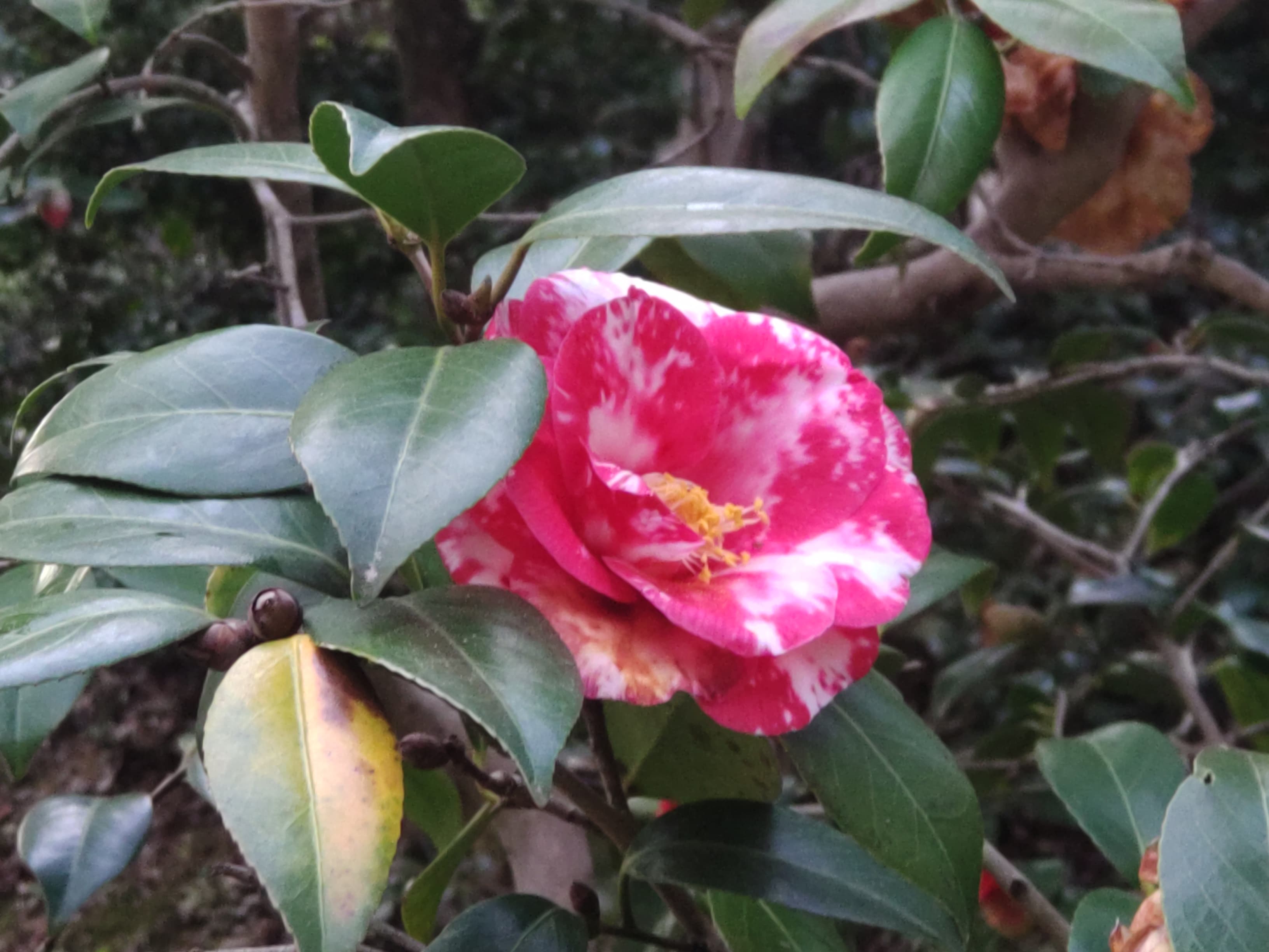 Camellia 'Masayoshi'