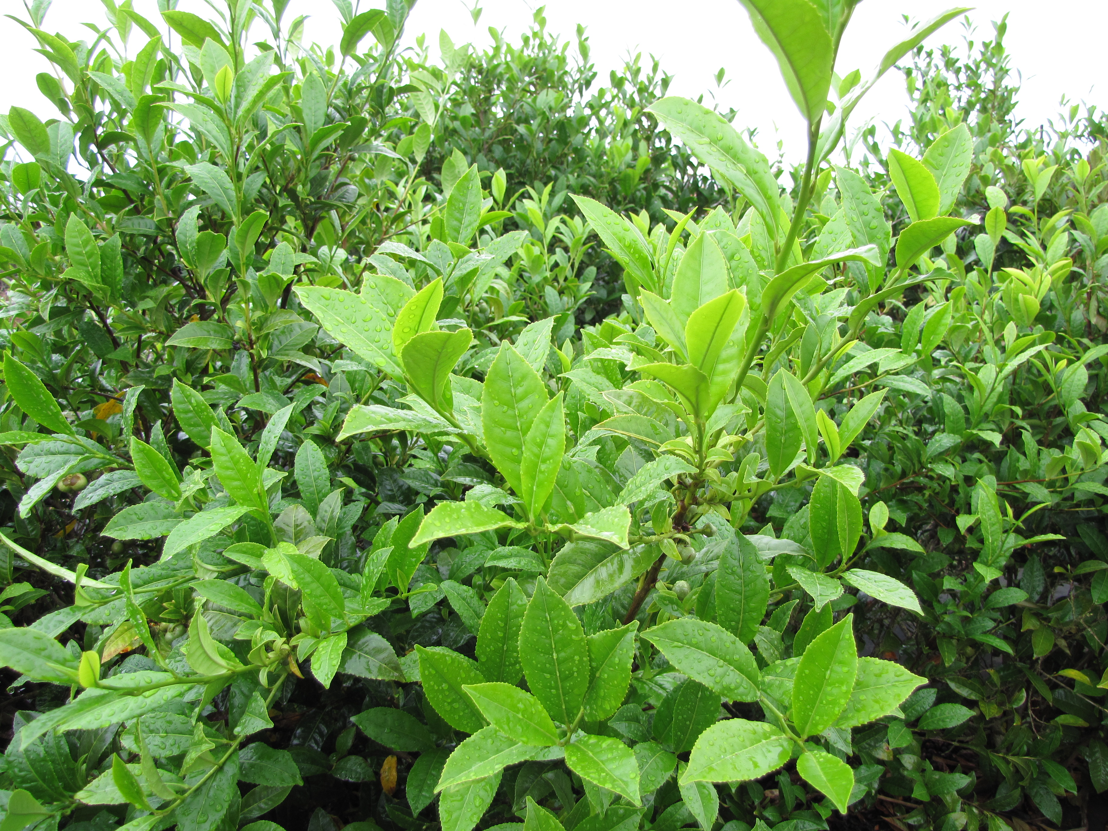 Camellia sinensis