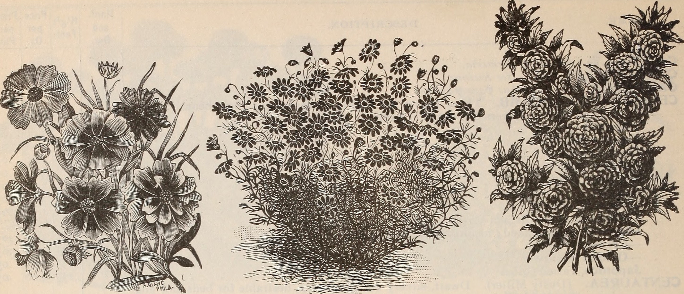 camellia-japonica-12