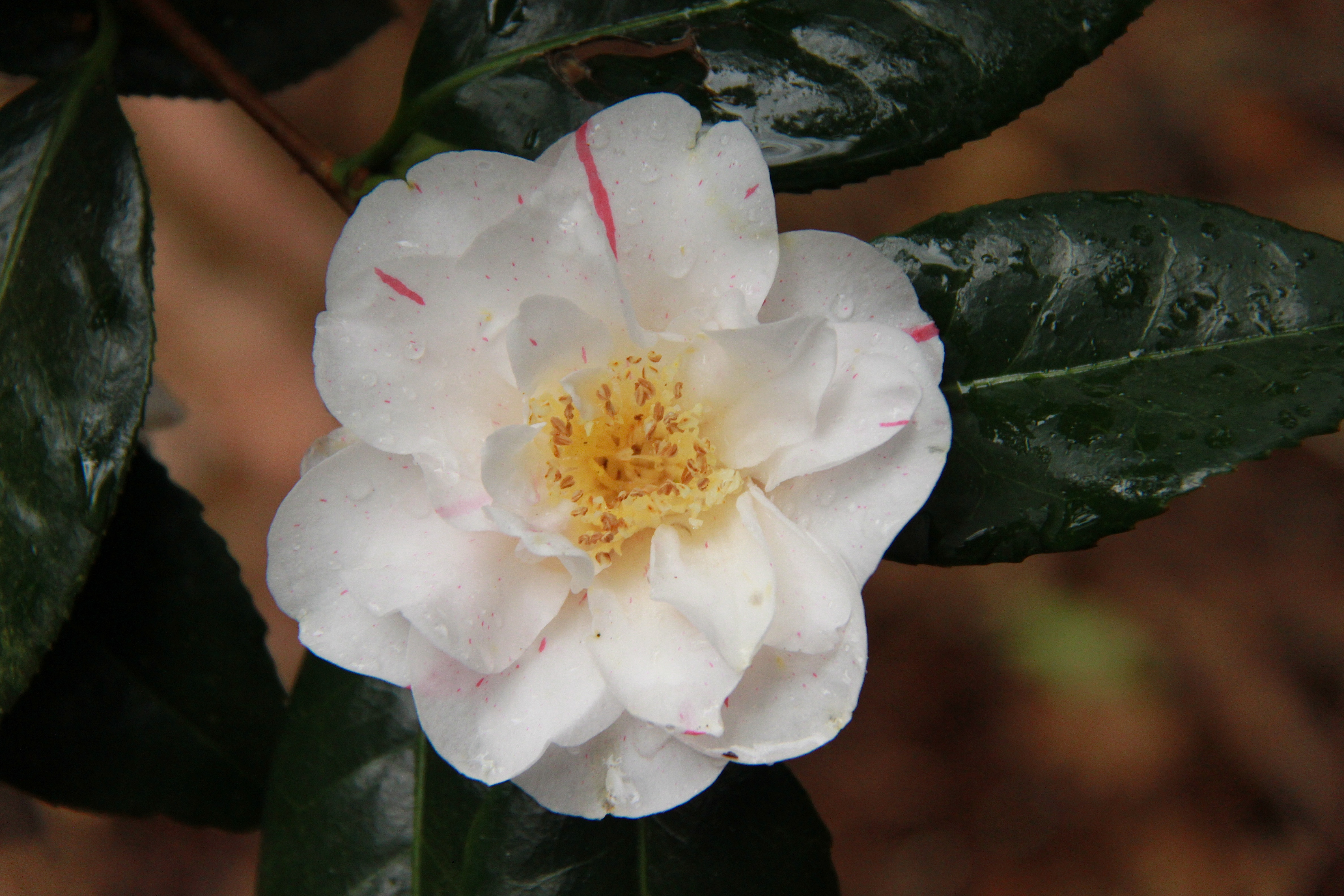 Camellia 'Lady Vansittart'