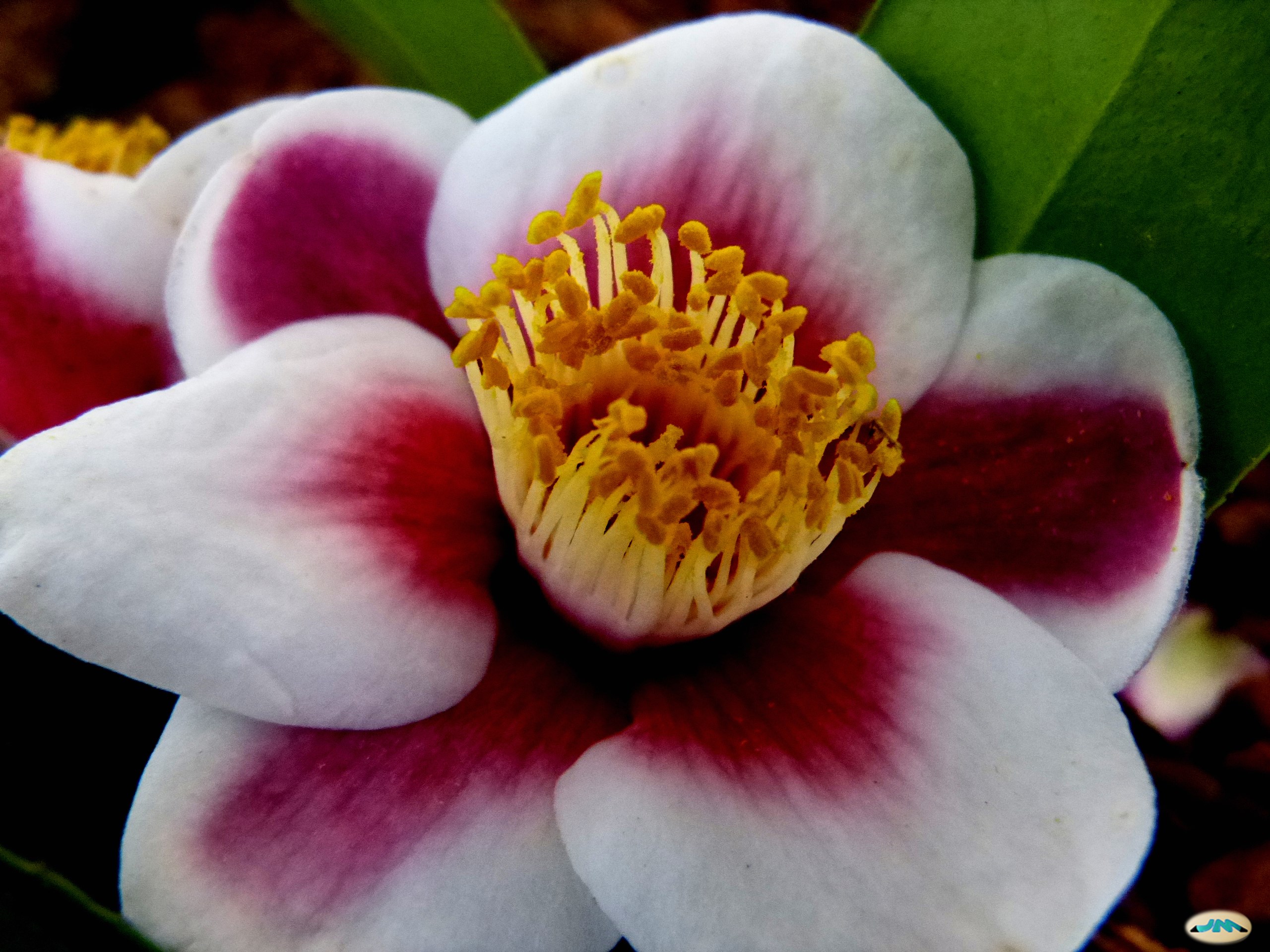 Camellia 'Tama-no-ura'