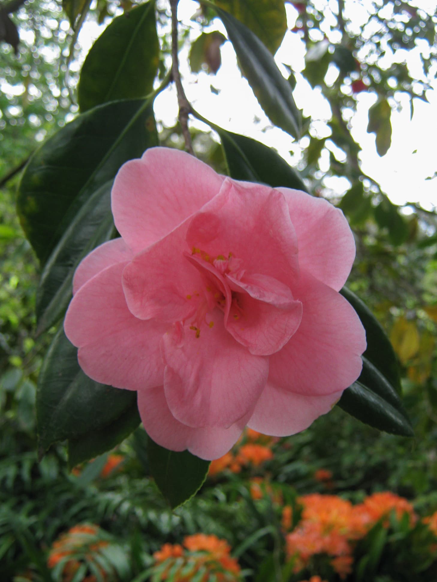 Camellia japonica 'Gay Marmee'