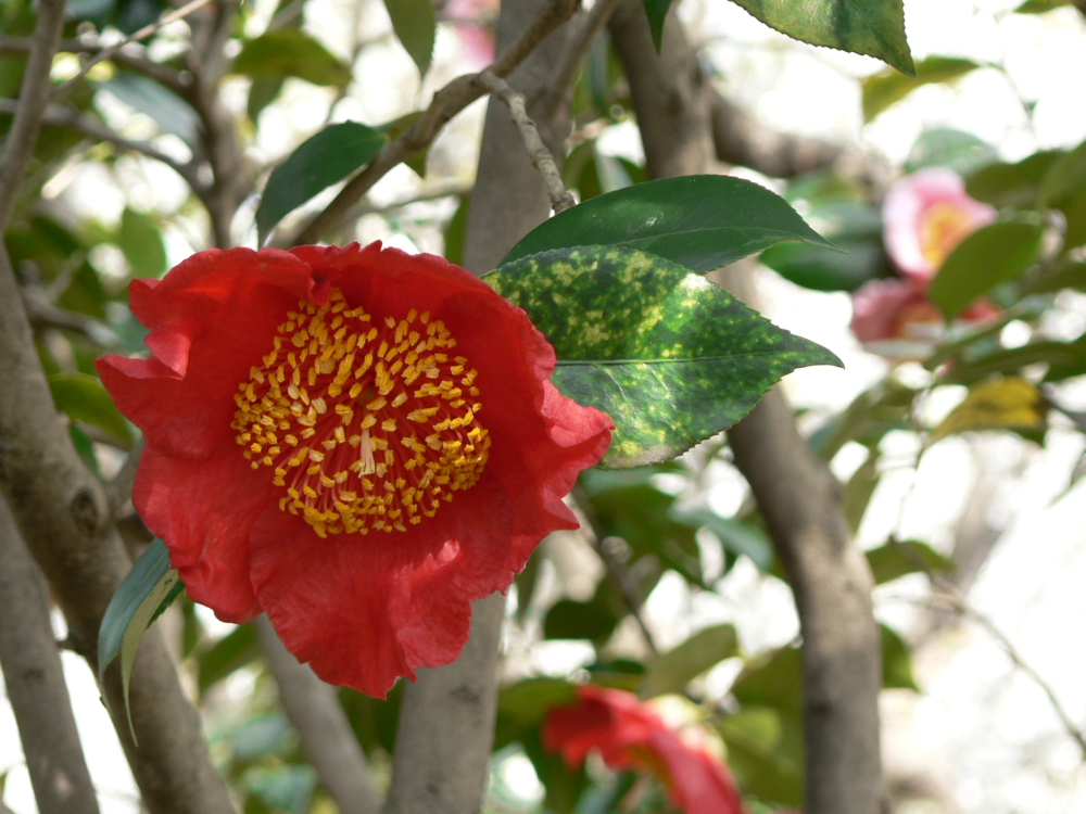 Camellia 'Happy Higo'